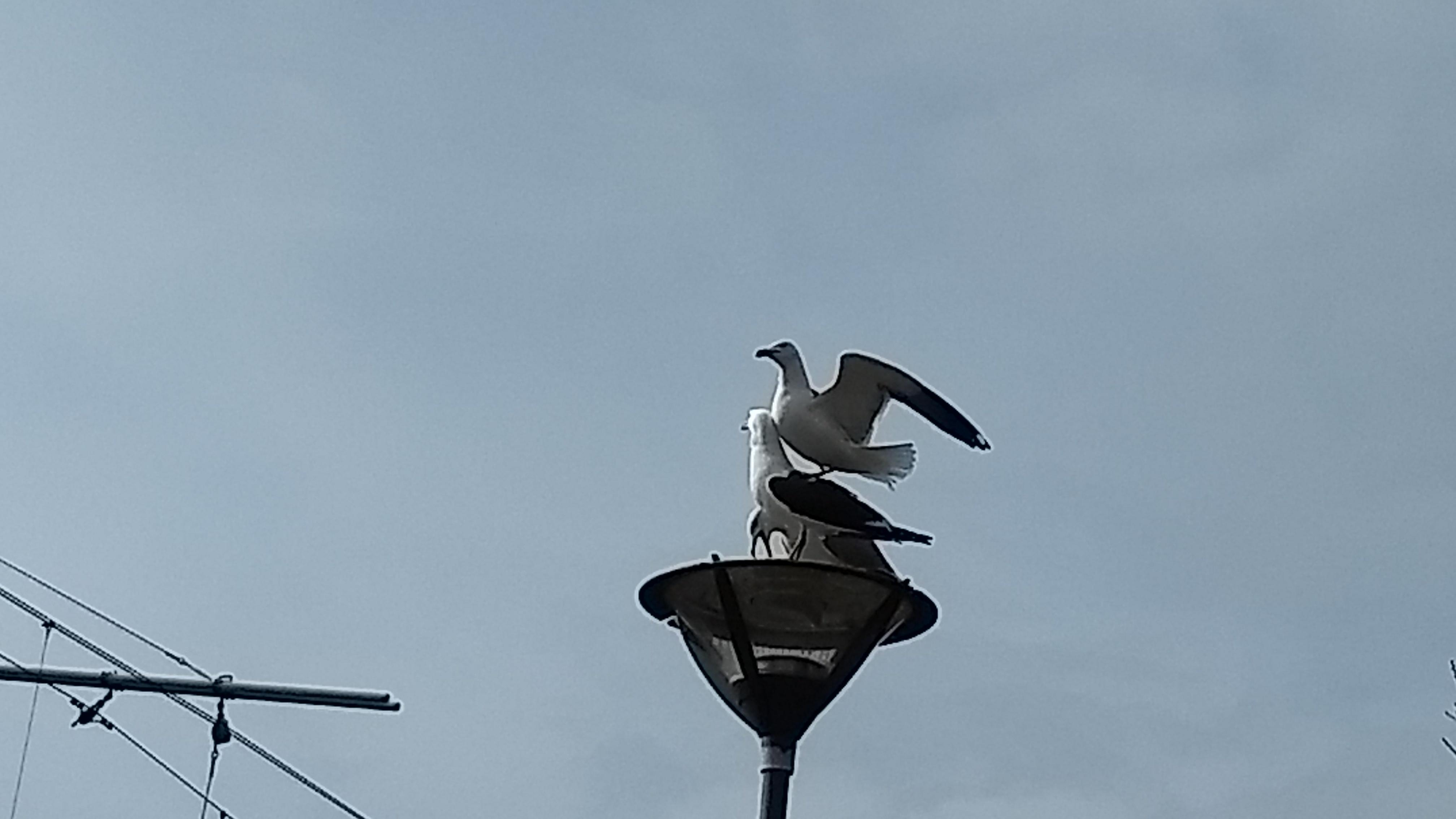 This seagull is standing on top of another seagull : mildlyinteresting