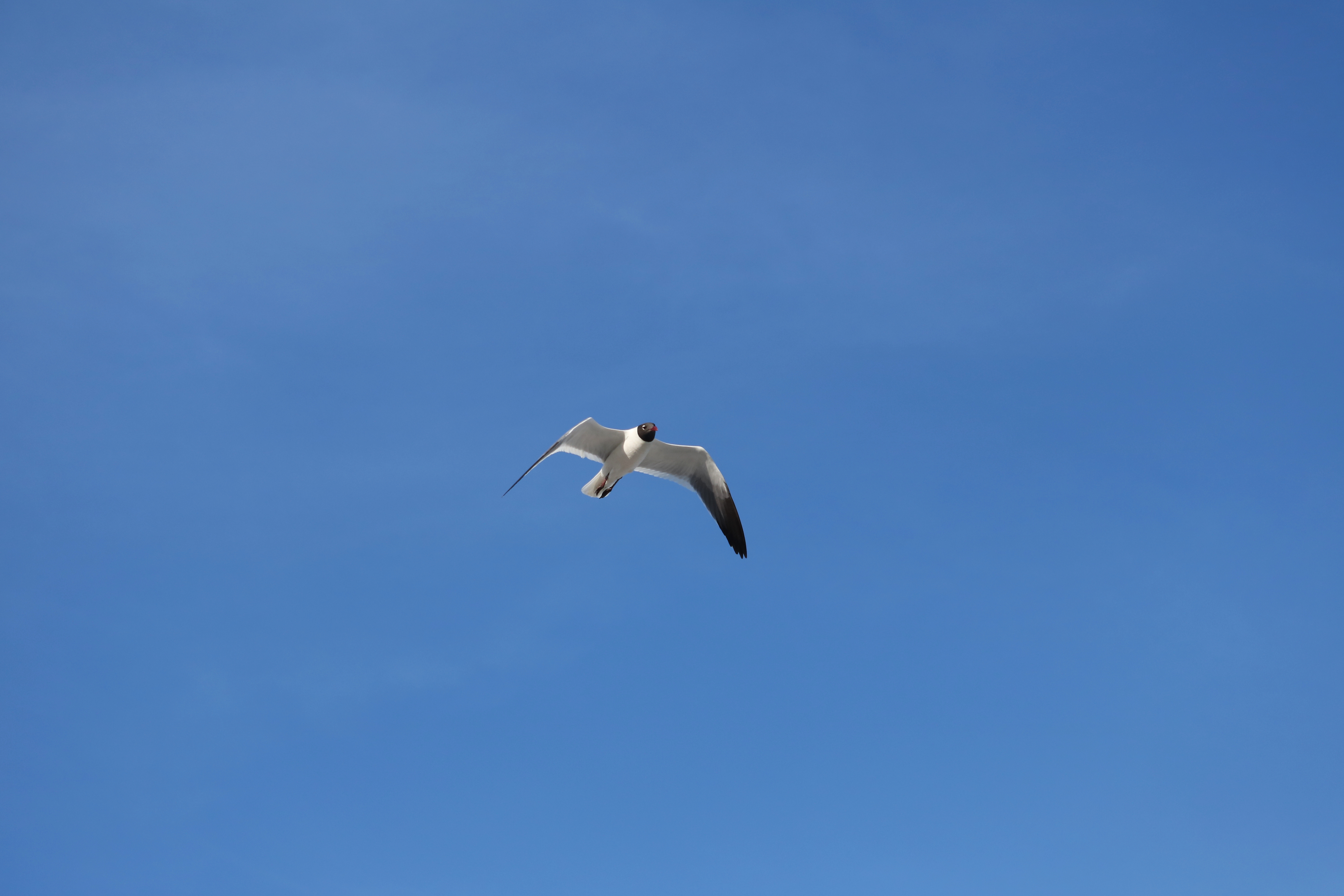Seagull on flagpole photo