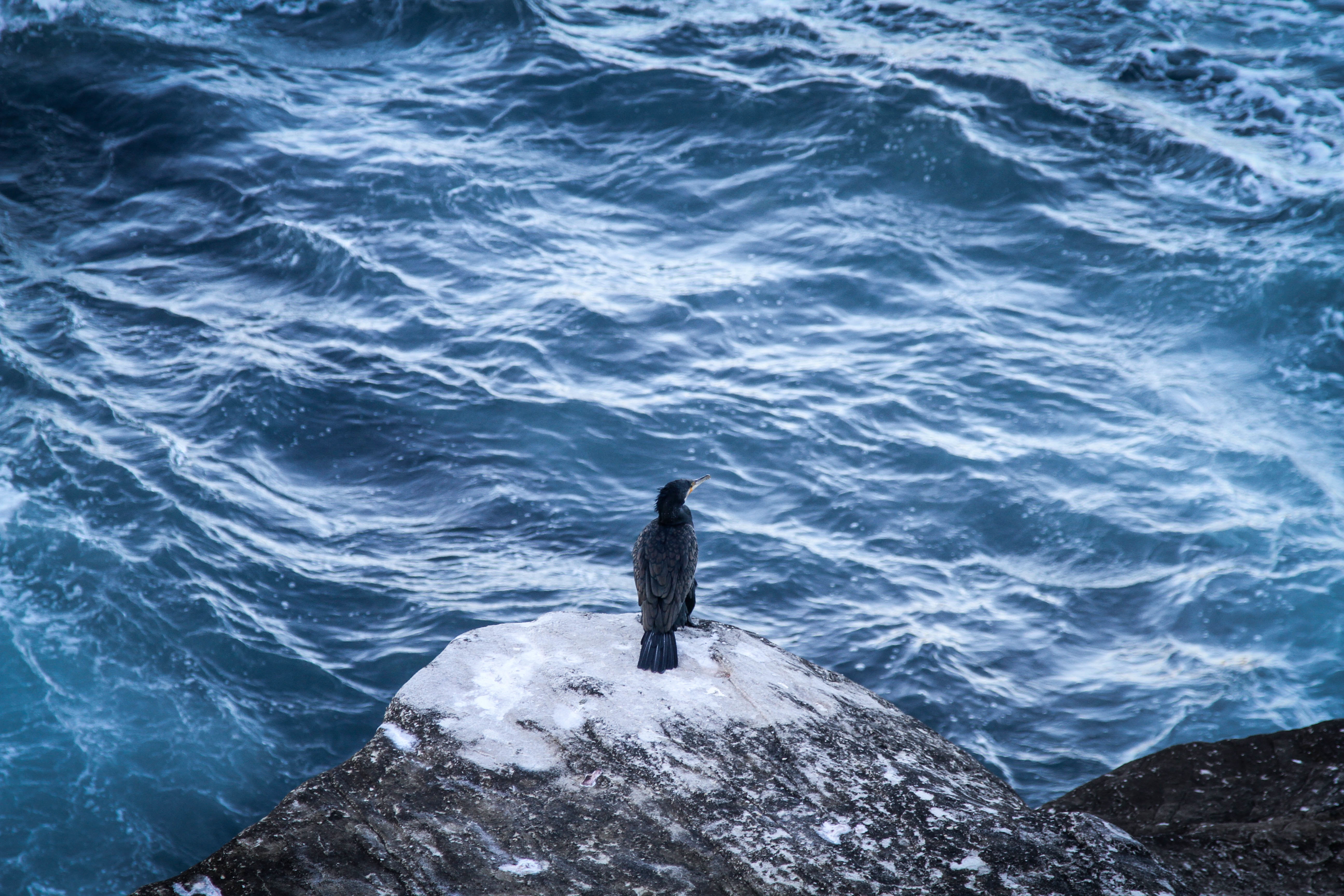 Seagull, Bird, Blue, Flow, Rock, HQ Photo