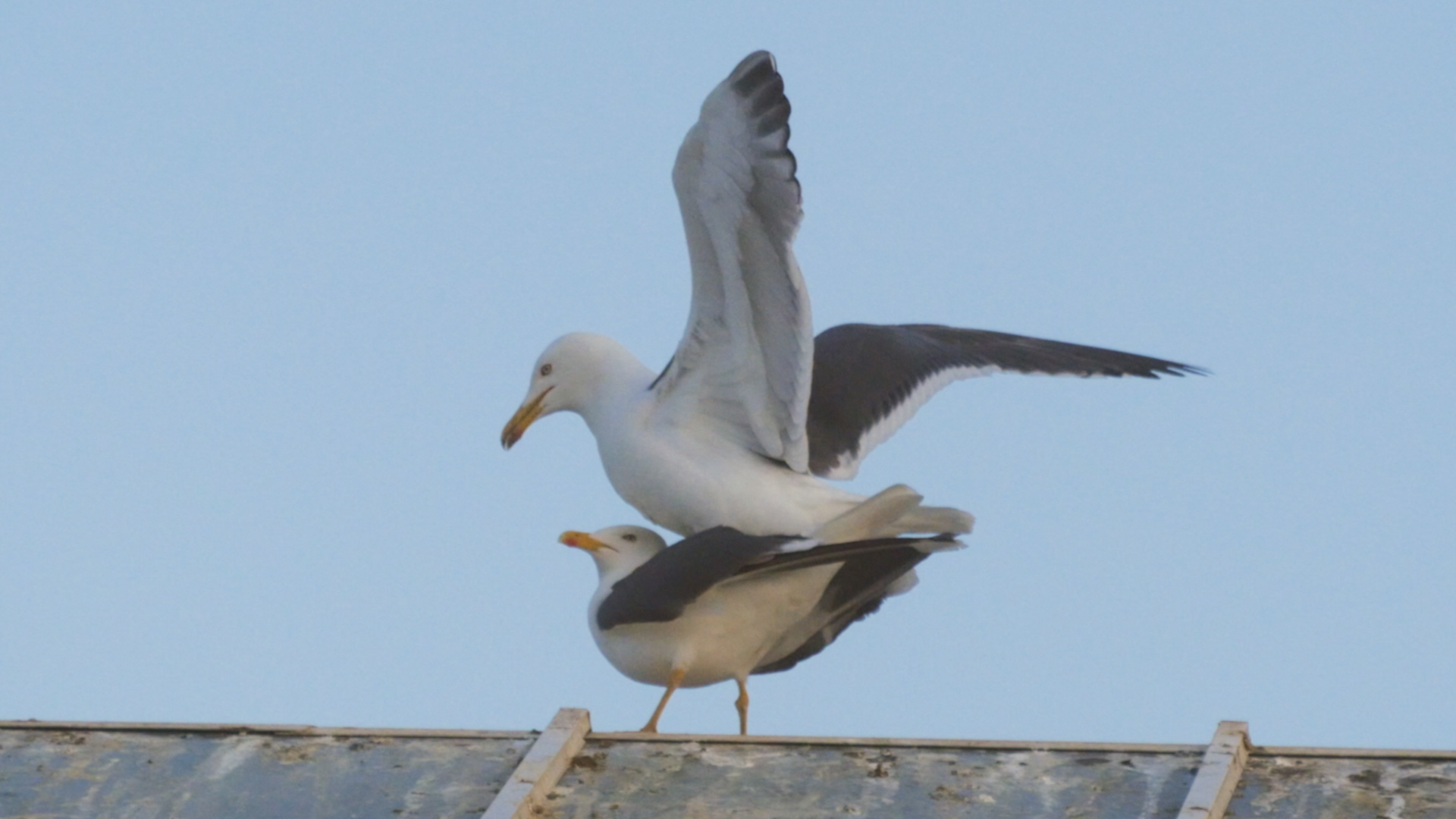 For Seagulls, Mating Is a Balancing Act