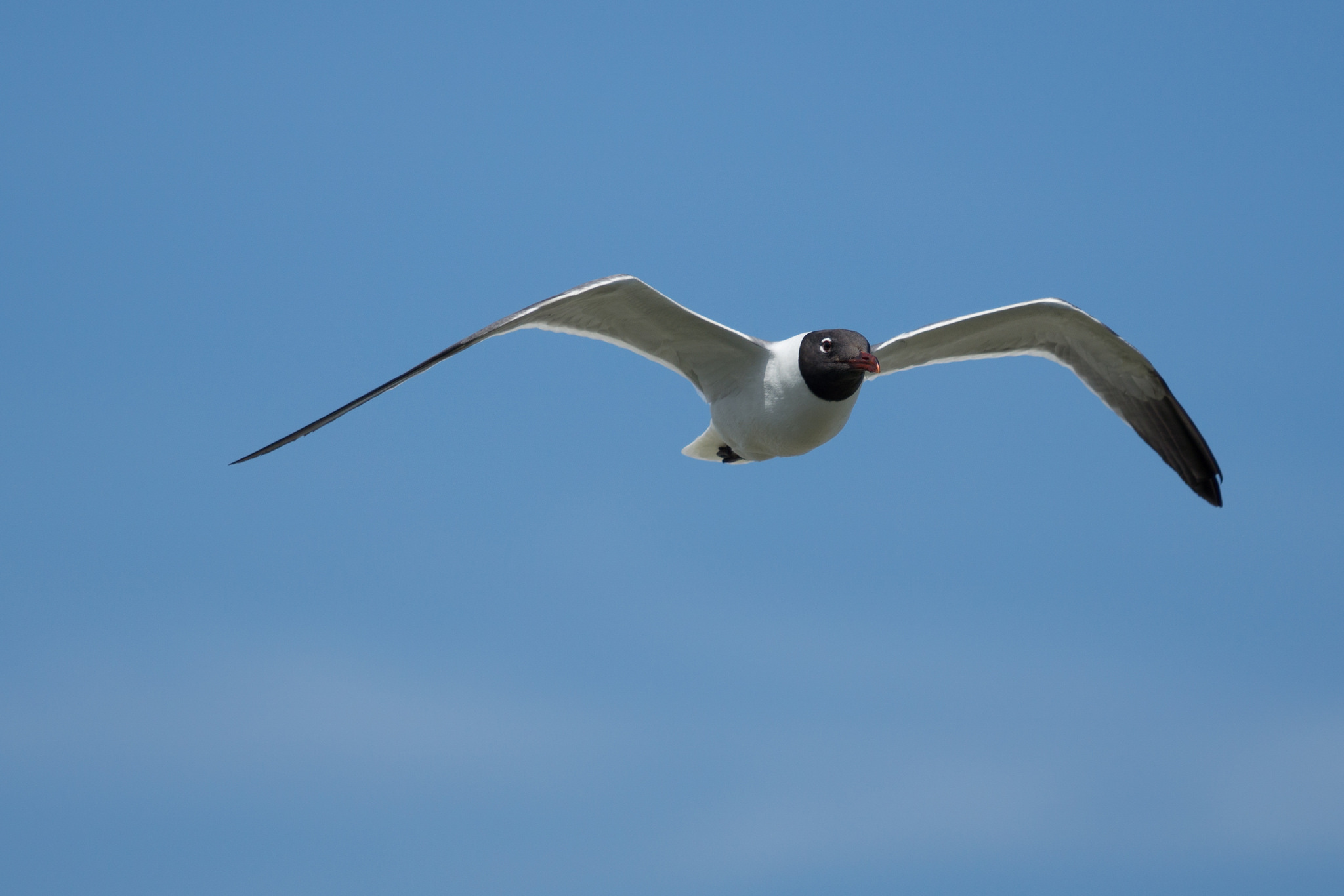 There's No Such Thing as a Seagull? — Field Notes