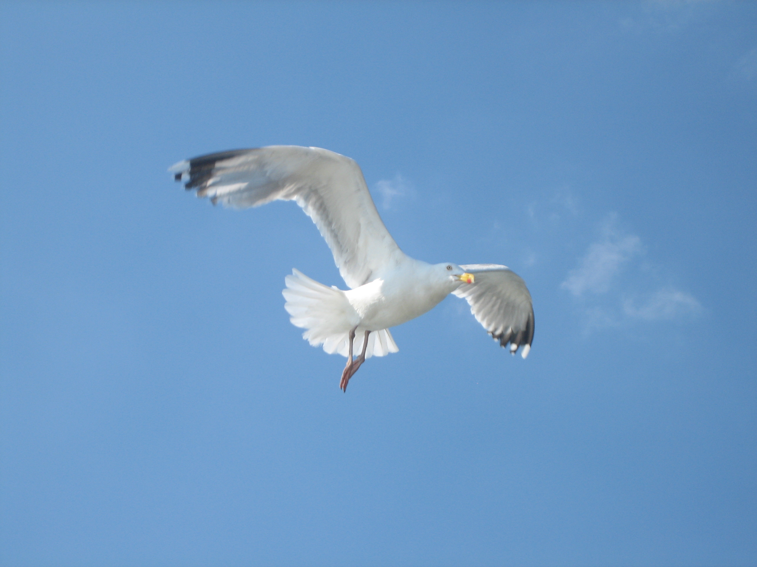 File:Seagull.jpg - Wikimedia Commons