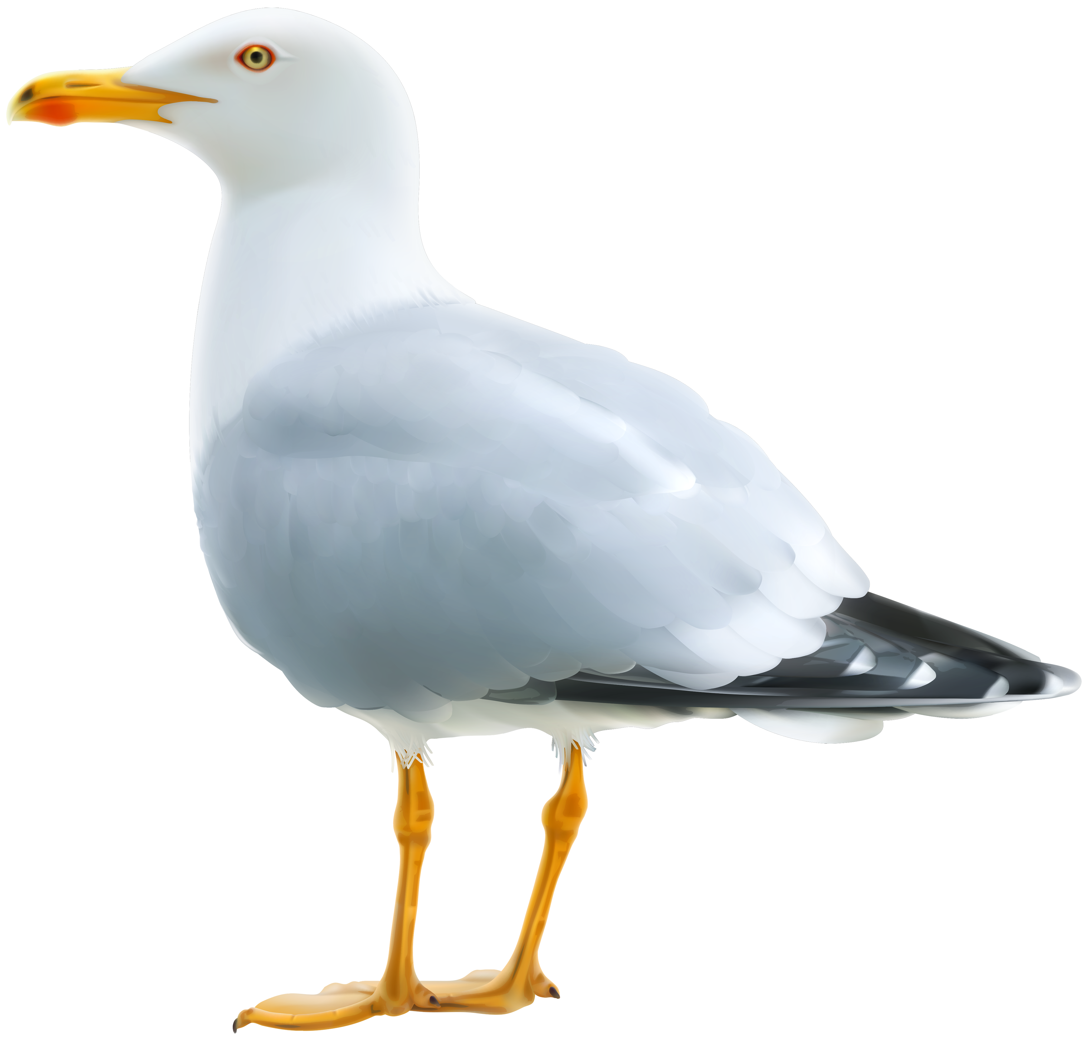 Seagull PNG Clipart Image | Gallery Yopriceville - High-Quality ...