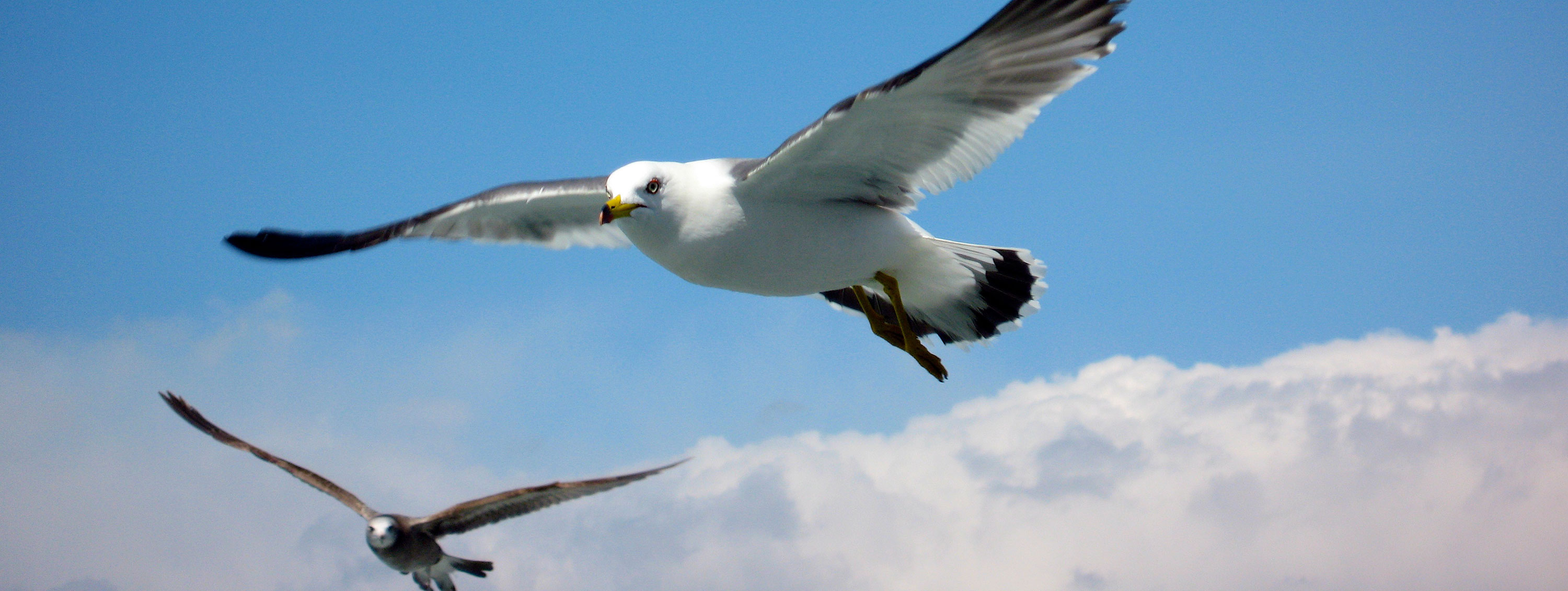 Matsushima Bay seagulls