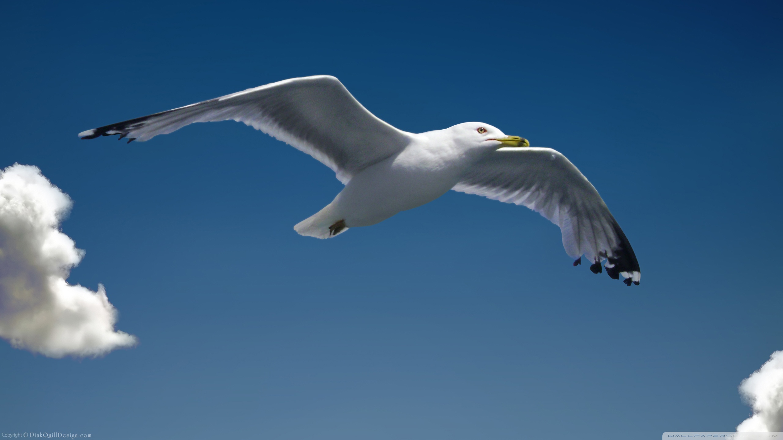 Seagull ❤ 4K HD Desktop Wallpaper for • Dual Monitor Desktops ...