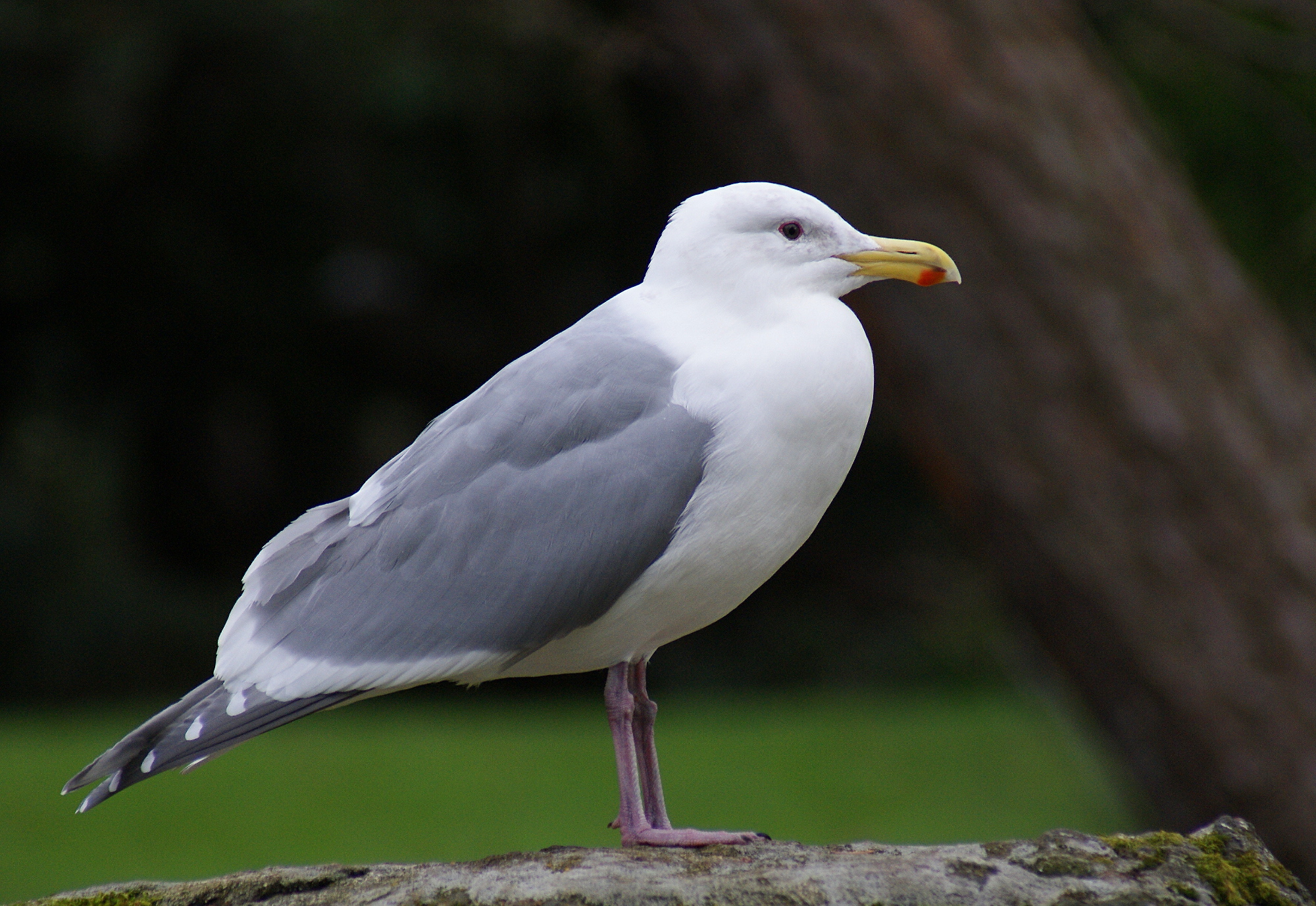 Seagulls - Old Island Pest Control