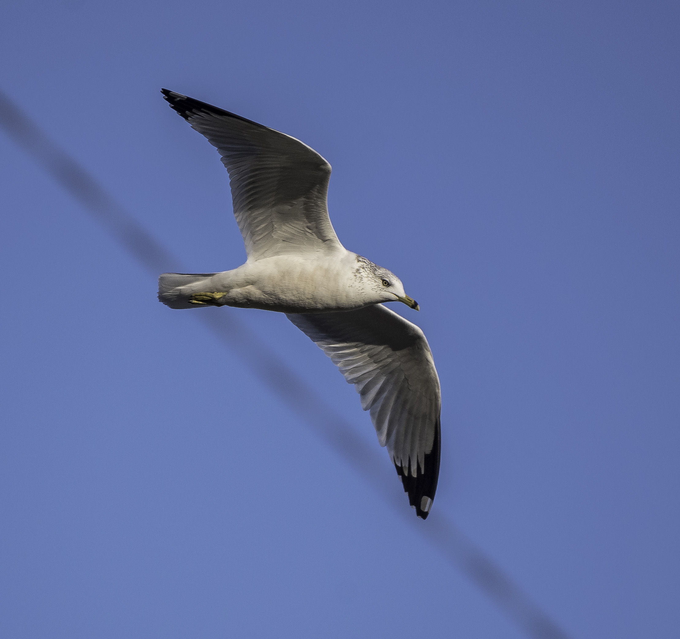 Seagull in flight with wings spread image - Free stock photo ...