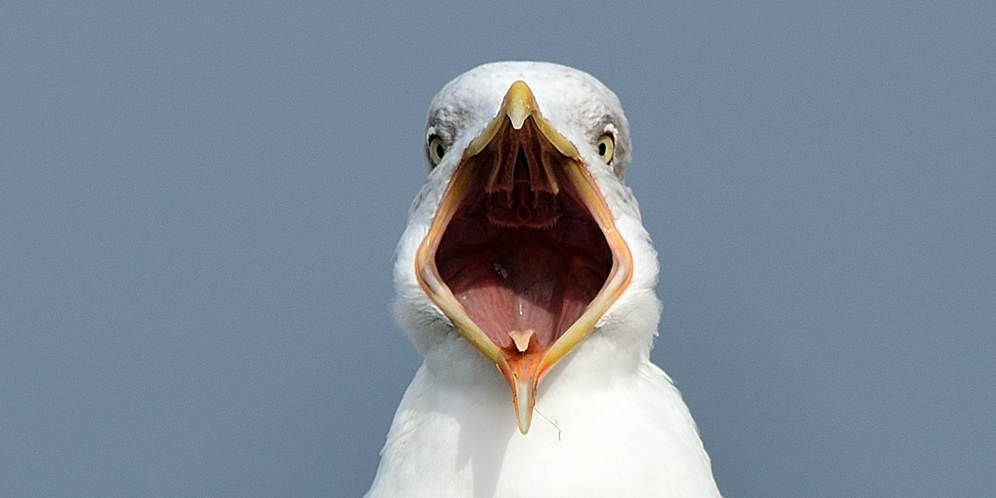 How Seagull Managers Make Everyone Miserable | HuffPost