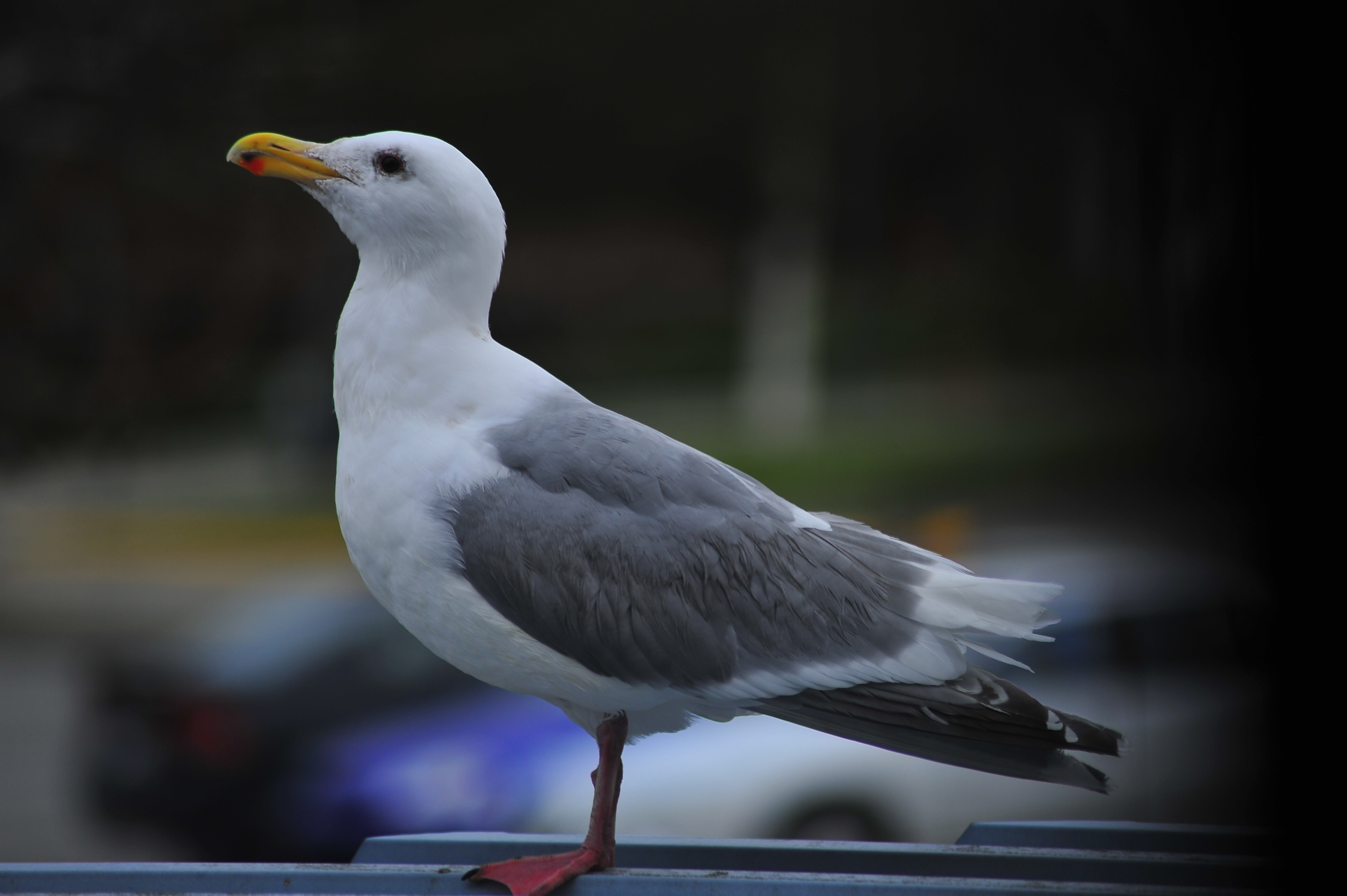 Seagull | A Picture Of Vancouver A Day