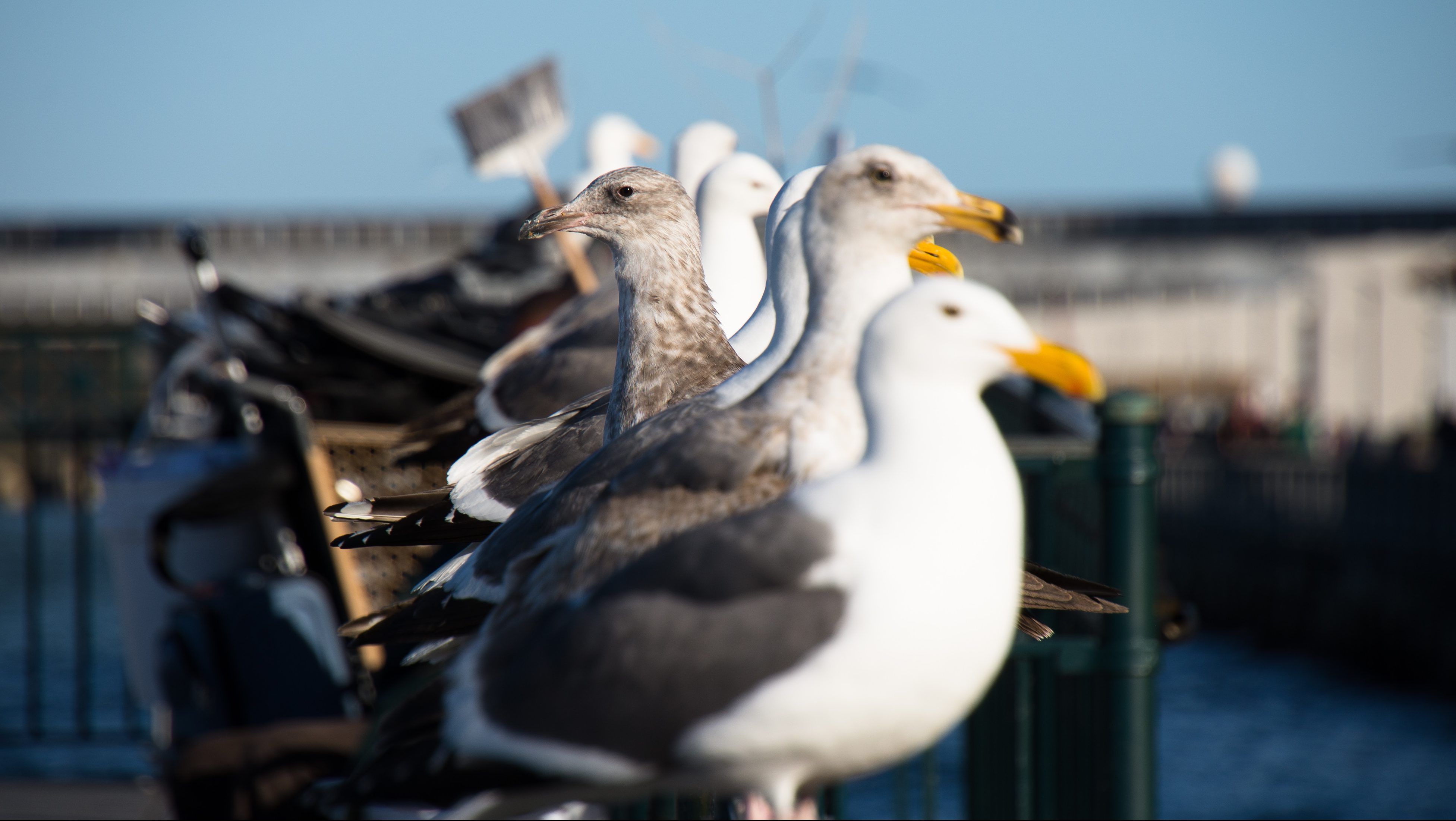 The gulls are alright: How a lesbian seagull discovery shook up ...