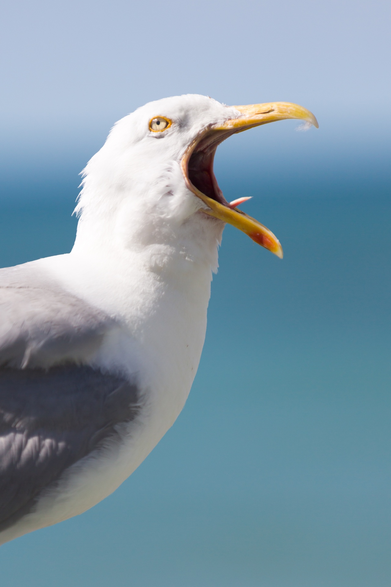 Seagull Squawking Free Stock Photo - Public Domain Pictures