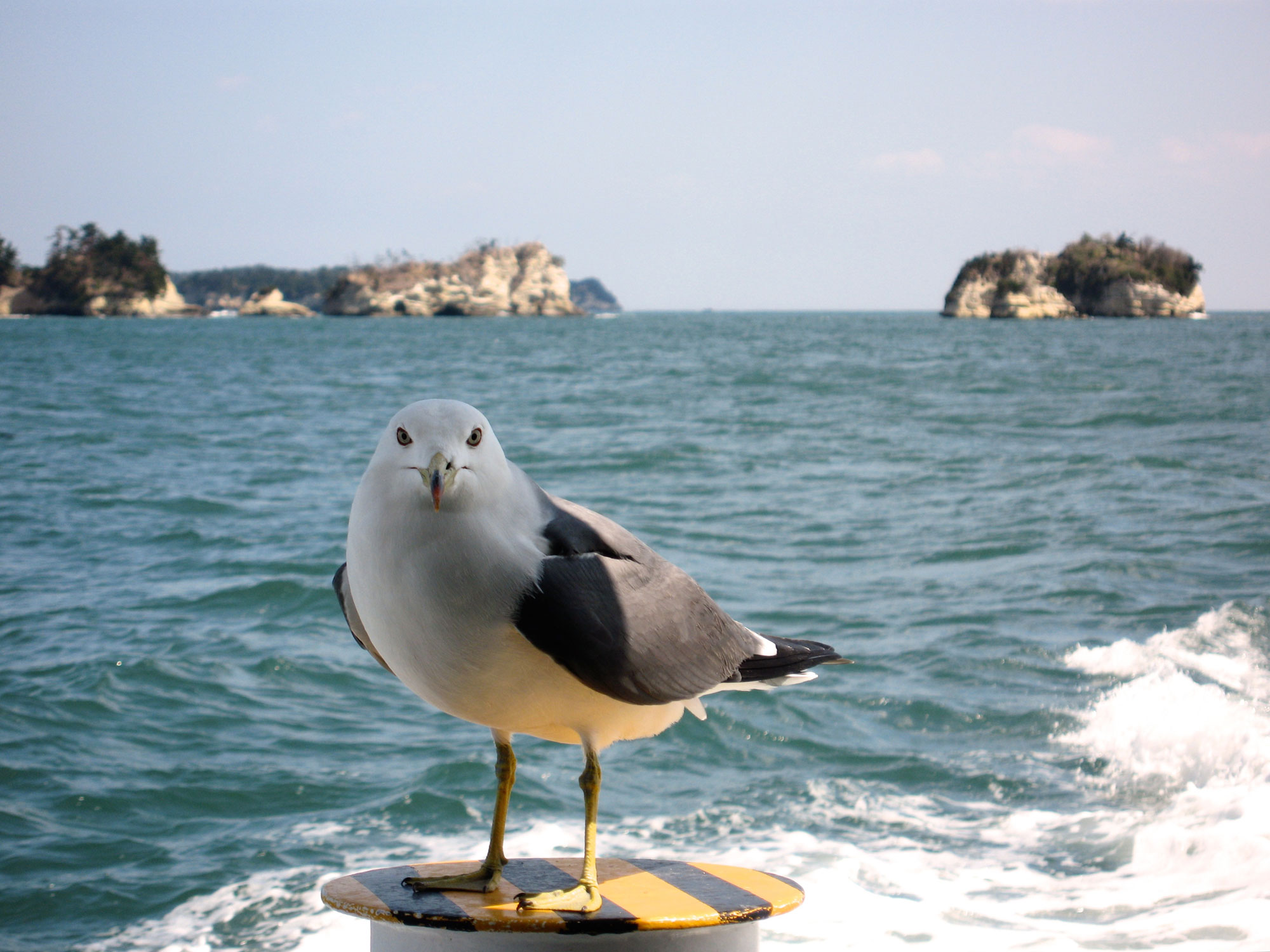 Matsushima Bay seagulls