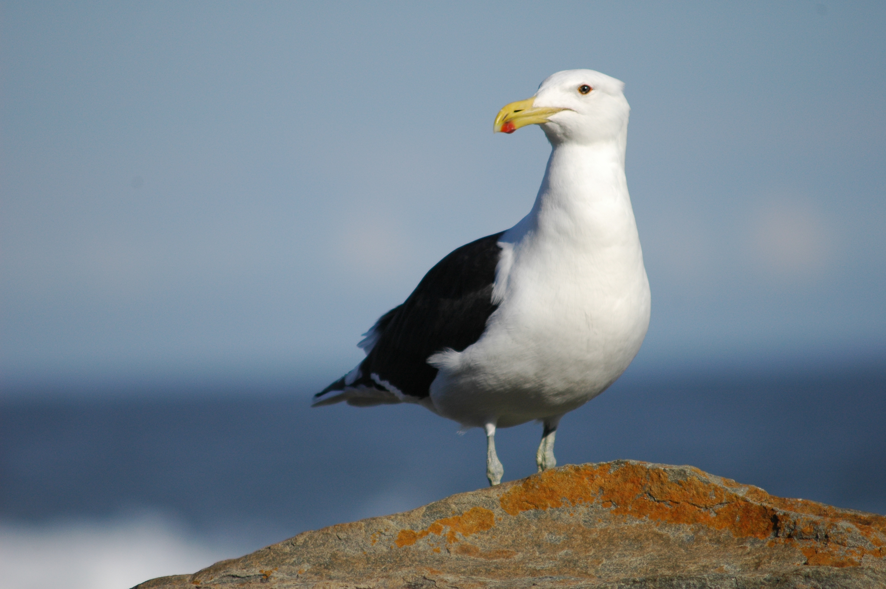 File:Seagull - Larus dominicanus vetula - (Kelp Gull).jpg ...