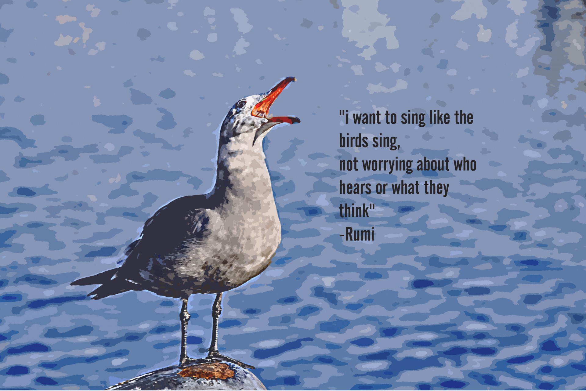 Seagull Song Free Stock Photo - Public Domain Pictures