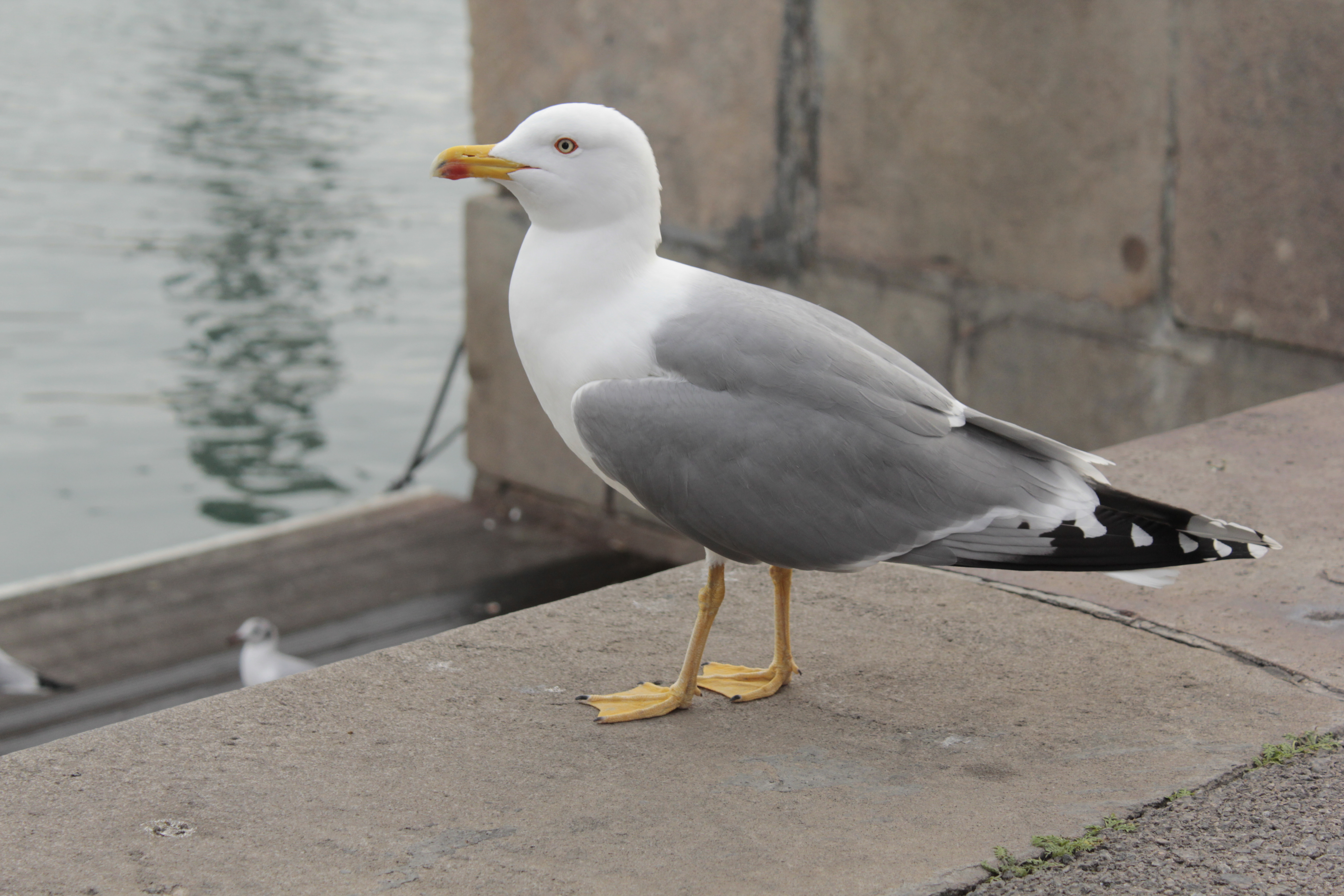 Seagull - Free Stock Photos | Life of Pix