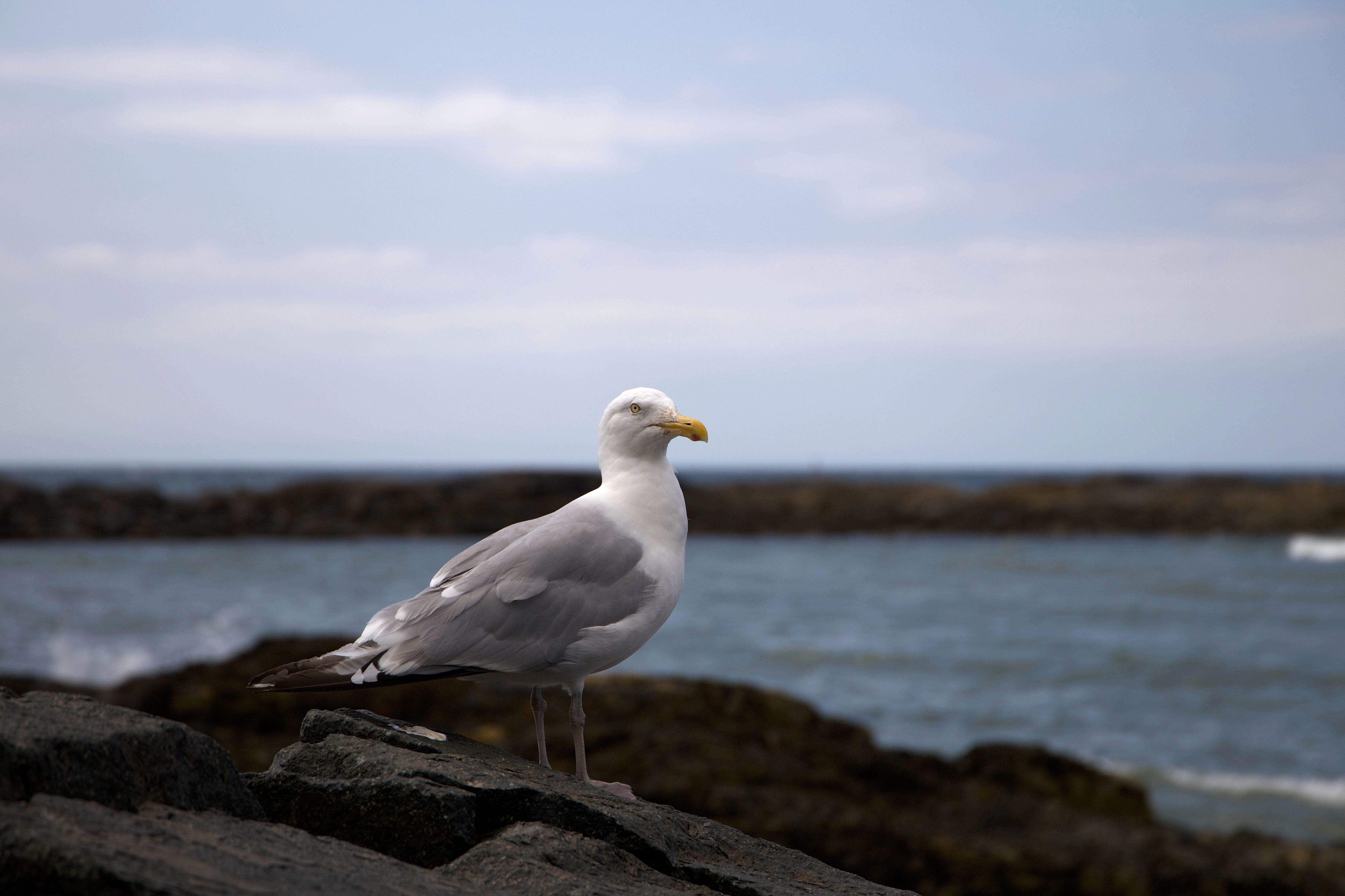 Free picture: seagull bird standing, white bird, ocean, animals, seagull