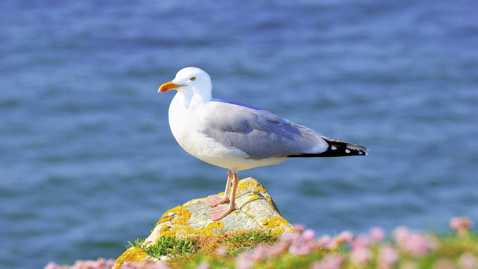 Seagull Wallpapers and Background Images - stmed.net