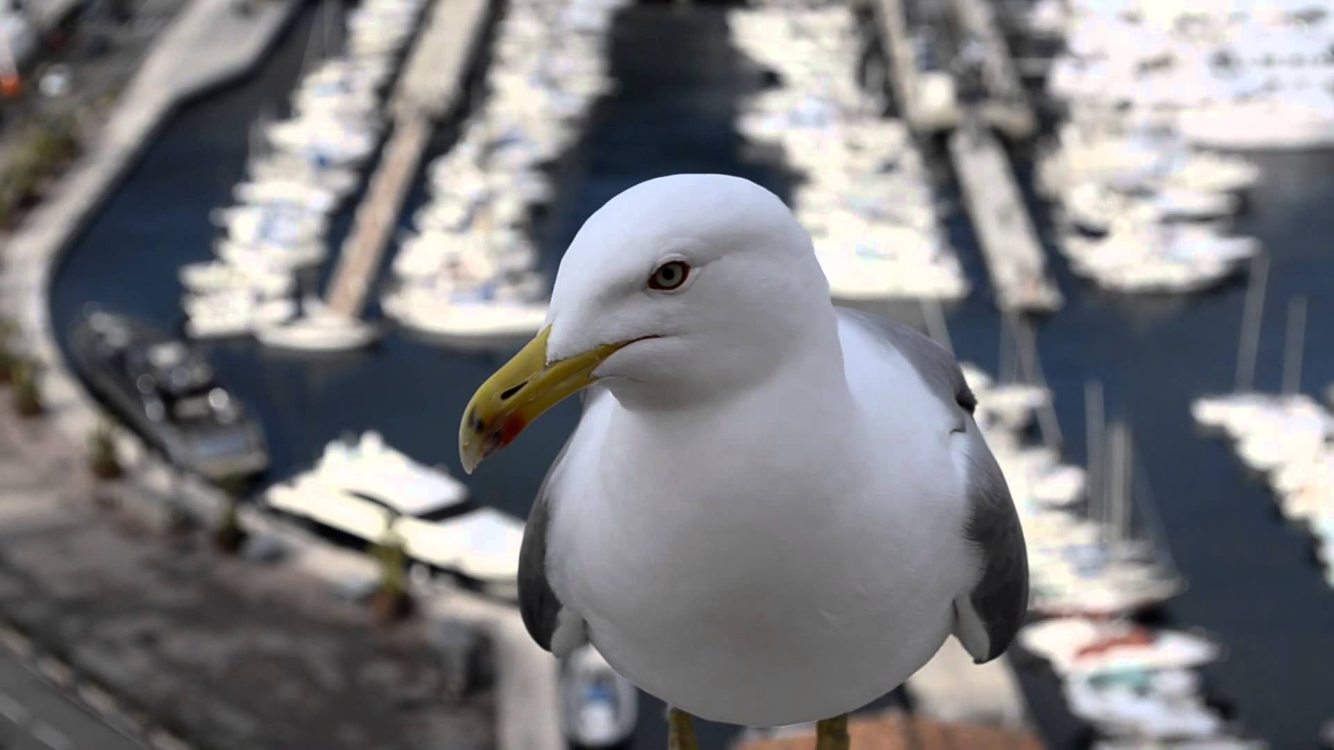 Seagull Closeup - YouTube