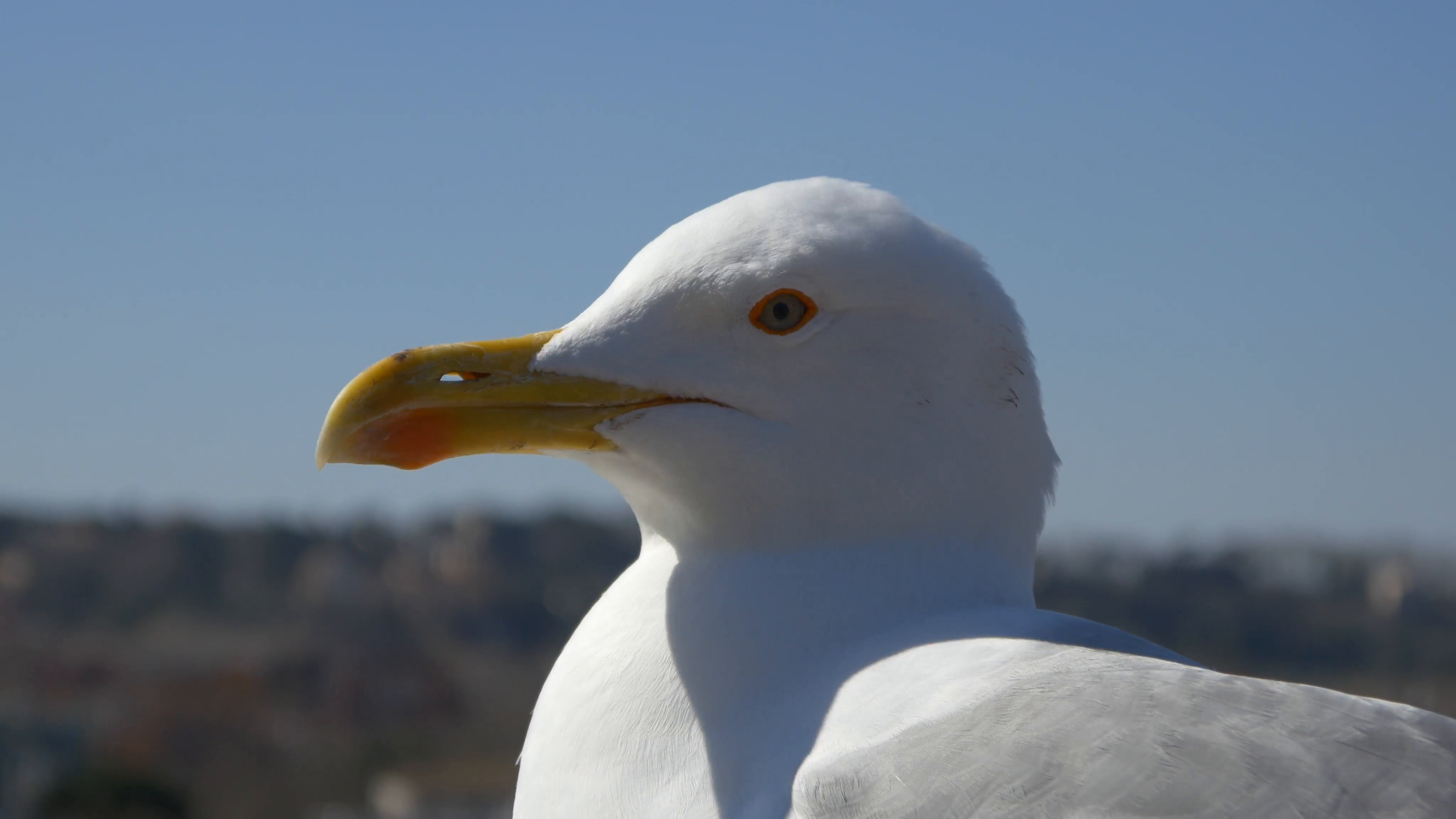 Seagull closeup photo
