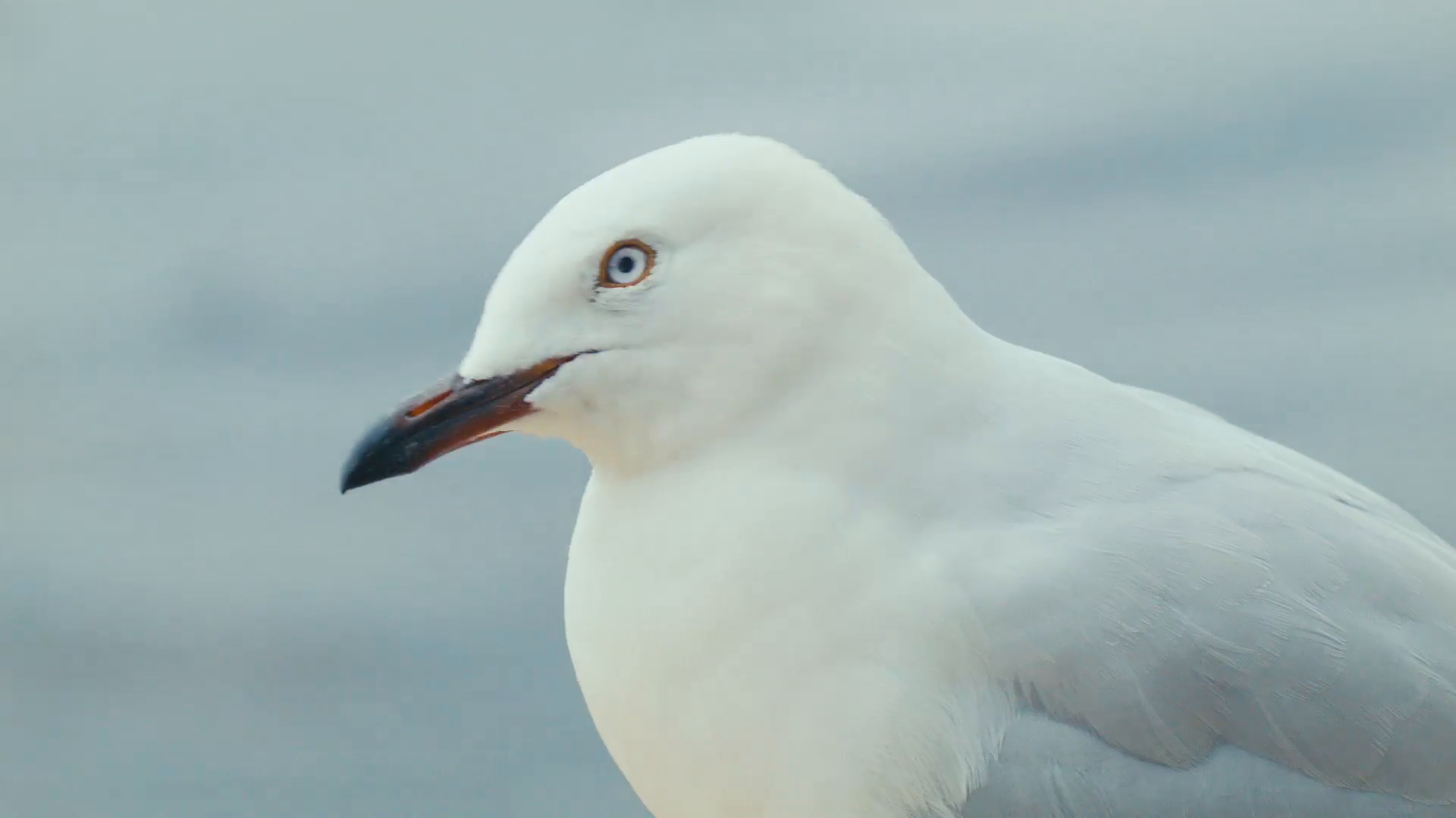 Closeup of a Perched Seagull Stock Video Footage - VideoBlocks