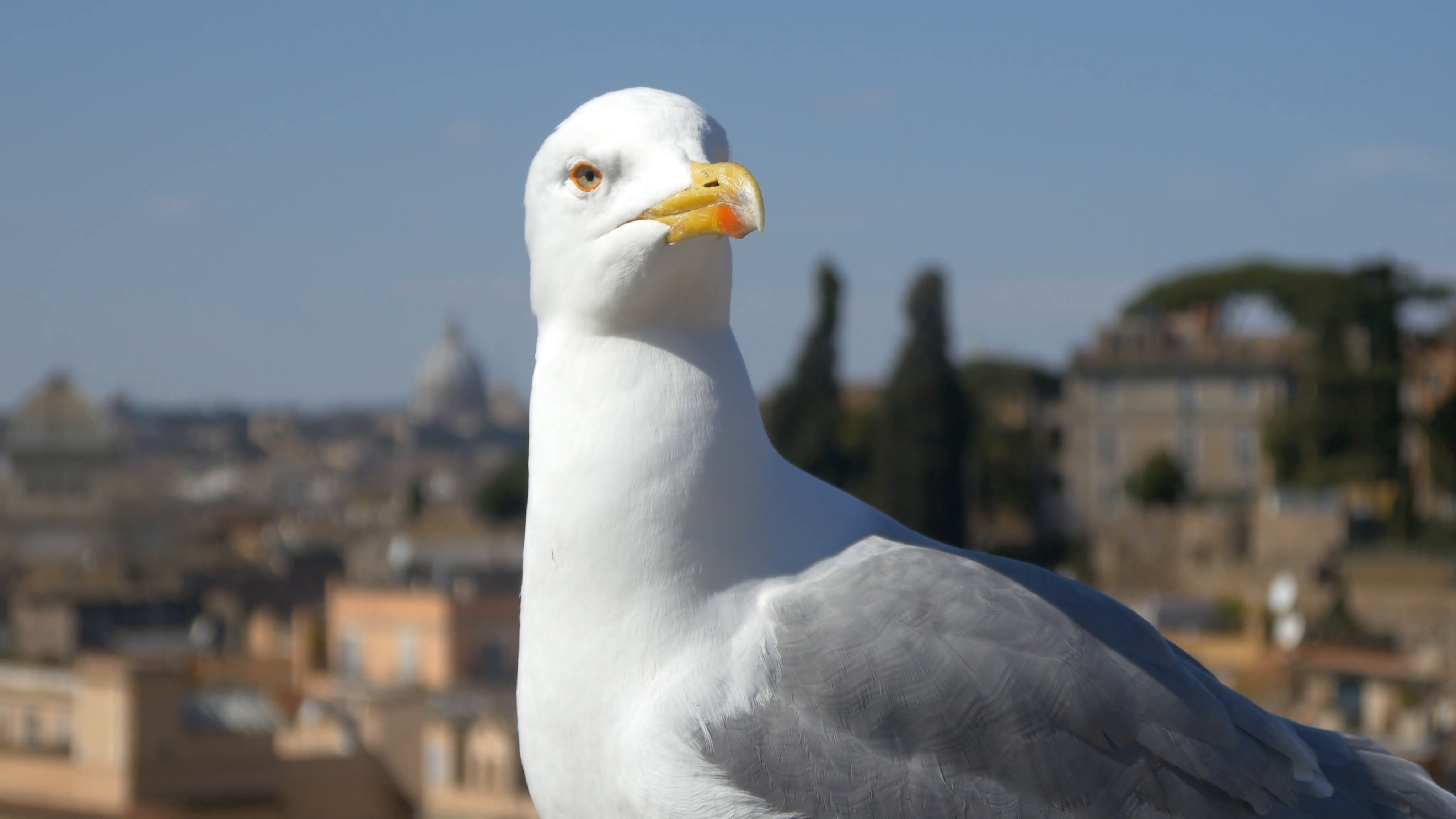 4k seagull big bird close up looking at the camera on urban ...