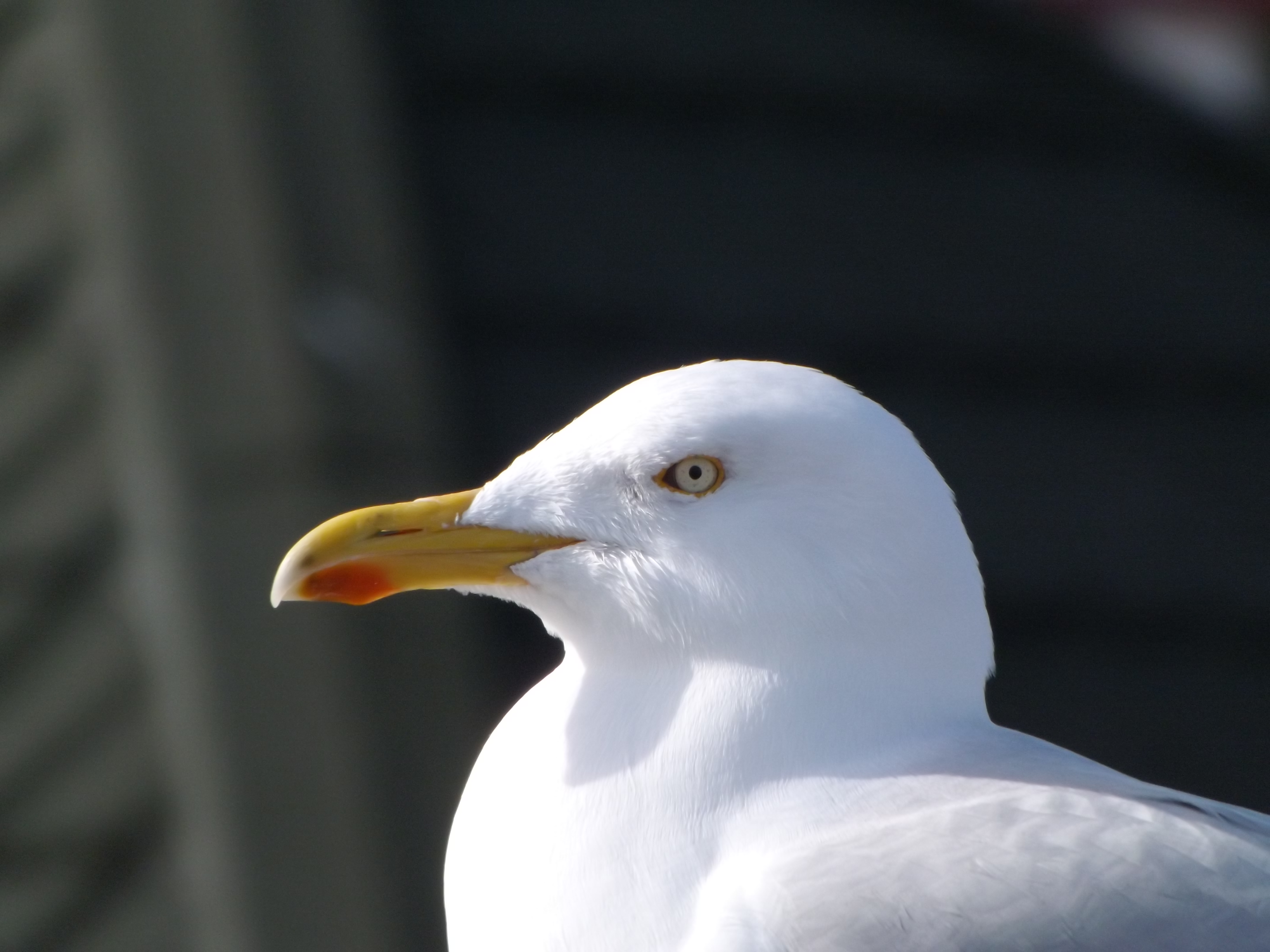 Malcolm - The Seagull (Closeup) by J-Jewfro on DeviantArt