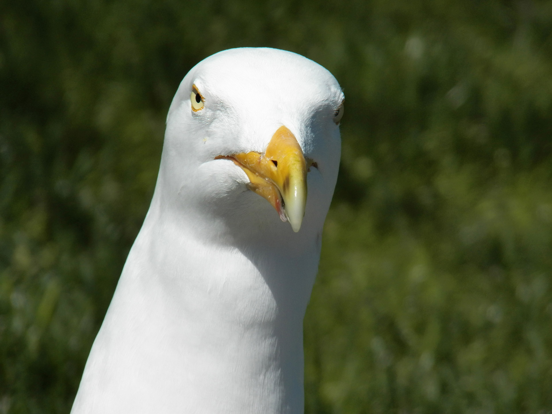 Seagull Close Up Free Stock Photo - Public Domain Pictures