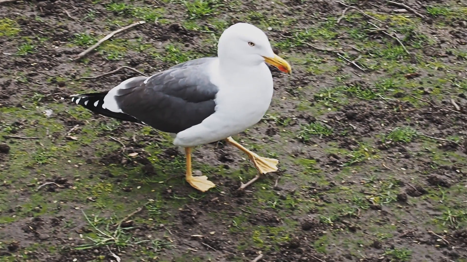 Seagull close-up in England Stock Video Footage - VideoBlocks