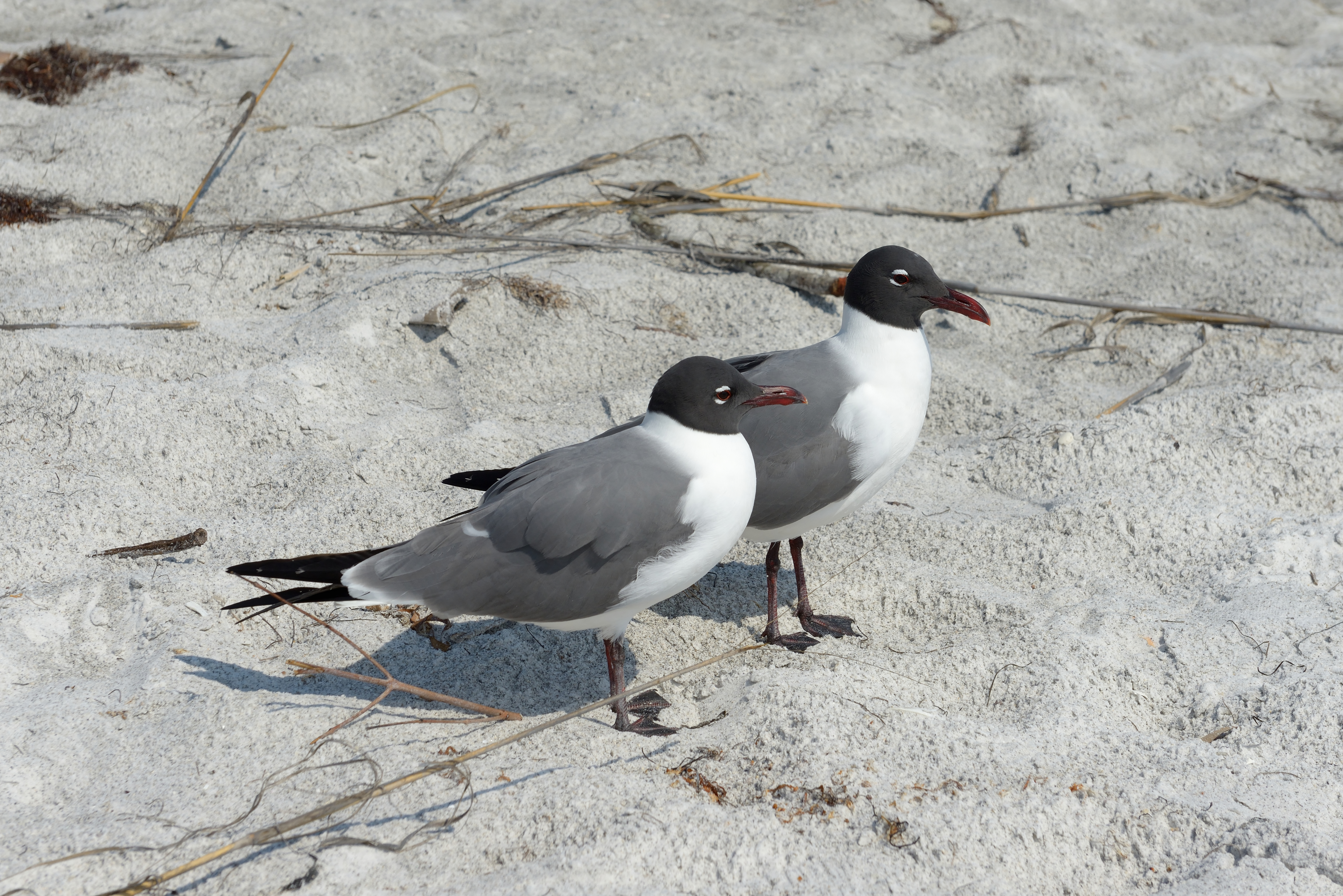 File:Florida seagulls 2 beach Longboat Key.jpg - Wikimedia Commons