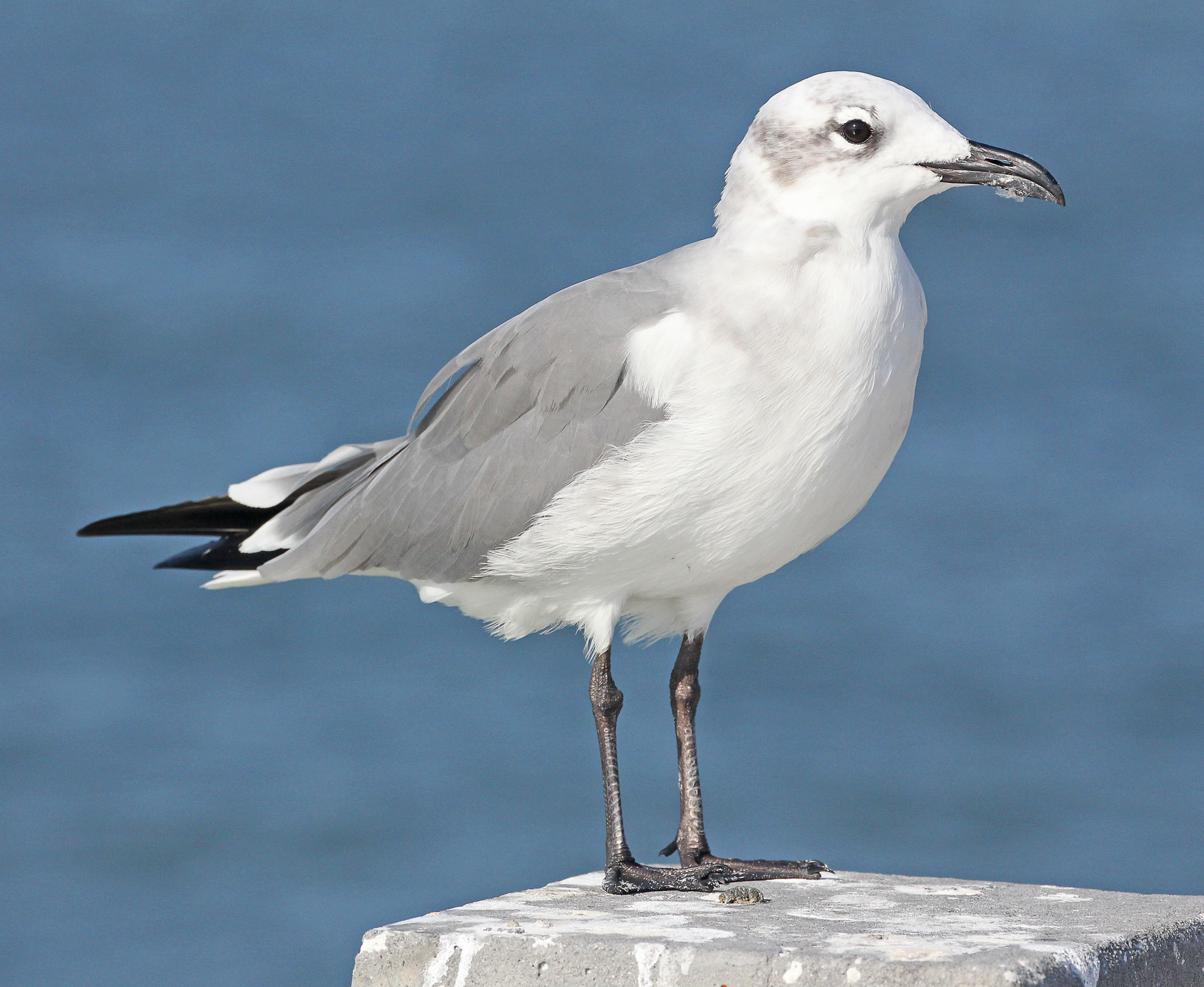 Gulls – Rats with Wings | Tallahassee.com Community Blogs