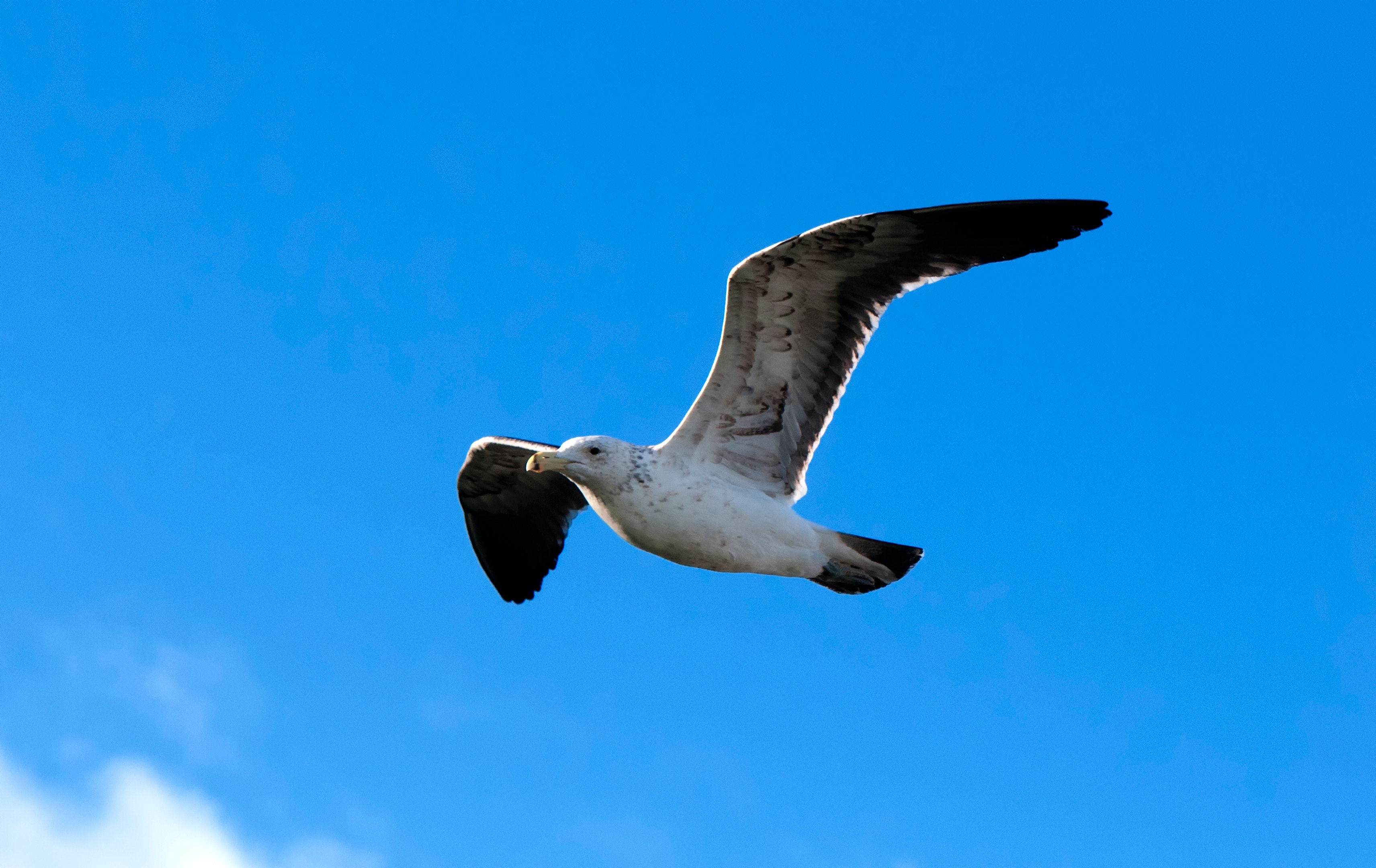 Seagull Flying, Animal, Nature, Travel, Soar, HQ Photo
