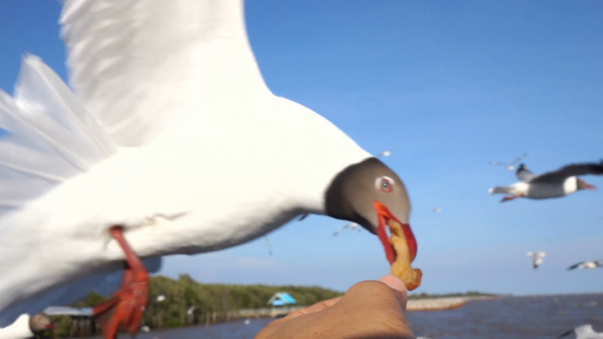 Flock of Seagull flying and eating food from hand people,Slow motion ...