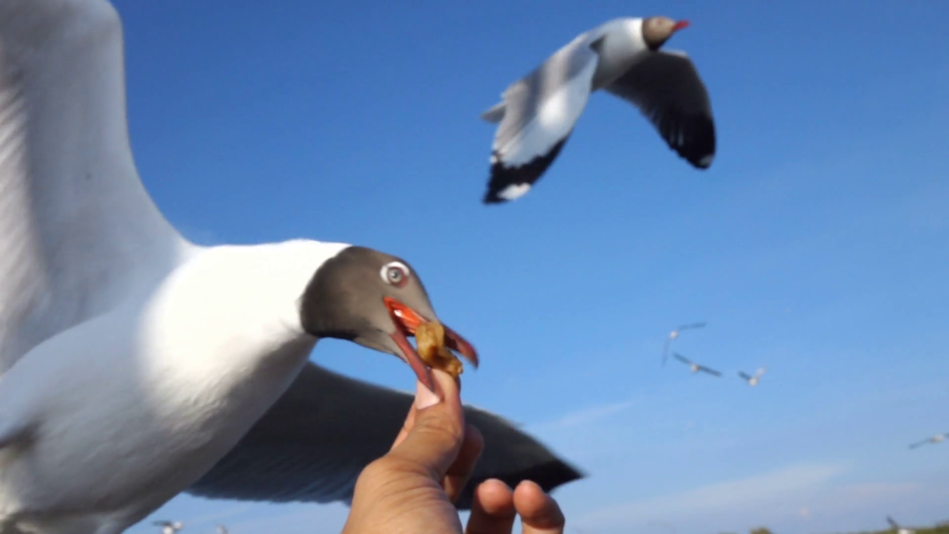 Flock of Seagull flying and eating food from hand people,Slow motion ...