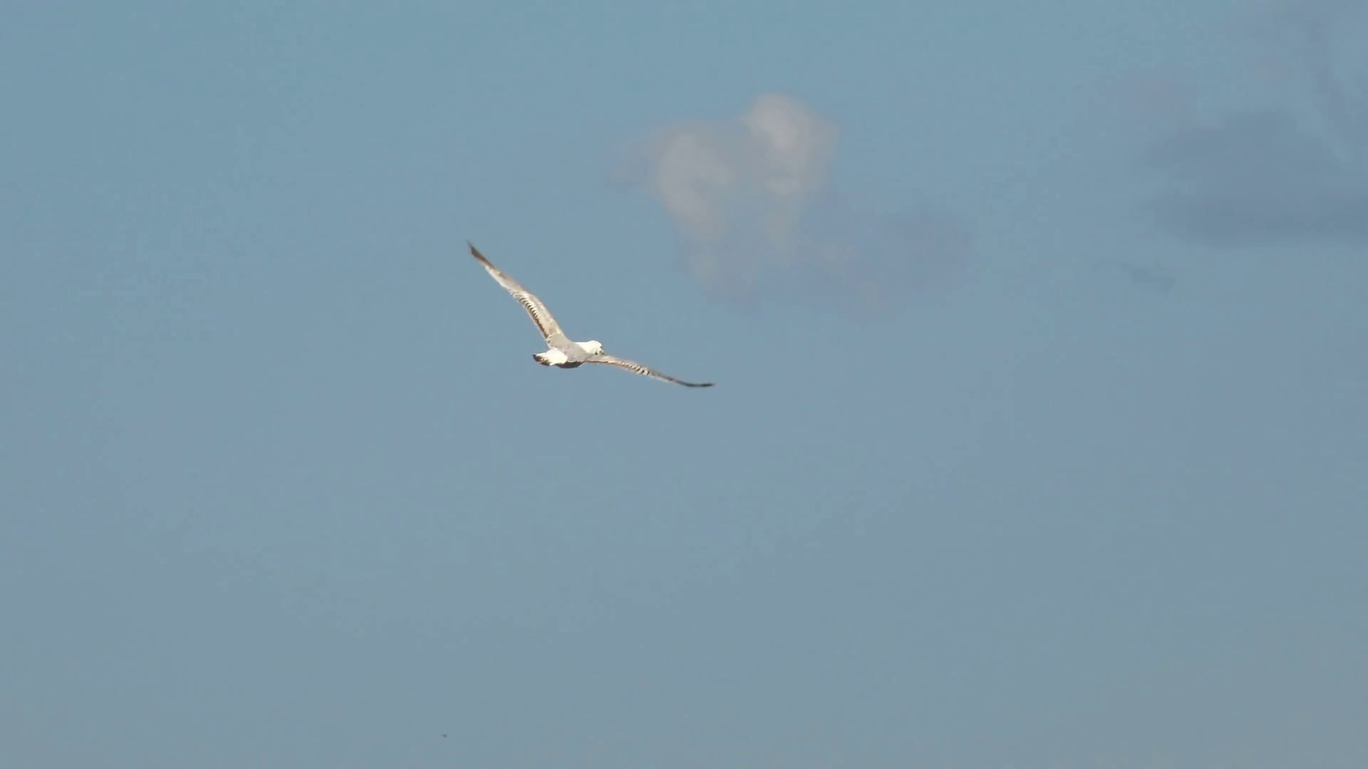 A seagull flying. Seagulls fly in the blue sky, 4k Stock Video ...