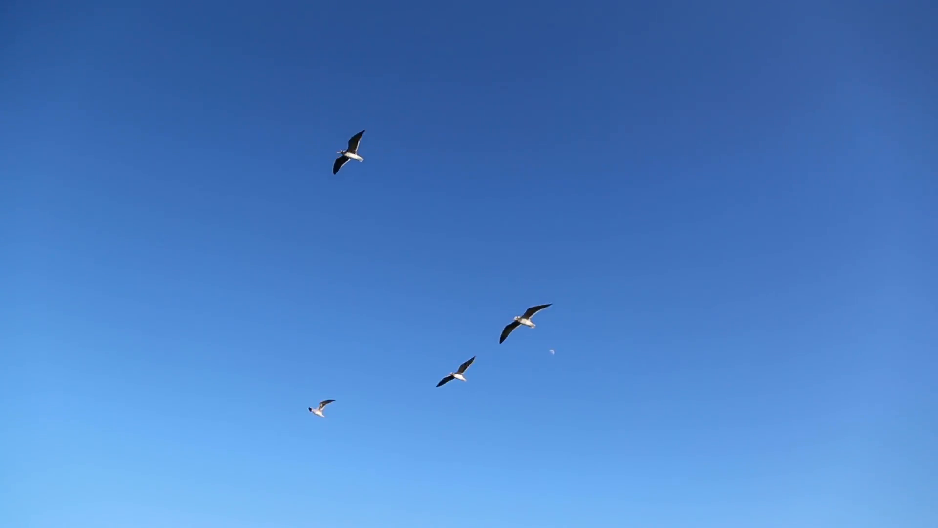 group of seagull flying in the blue sky Stock Video Footage ...
