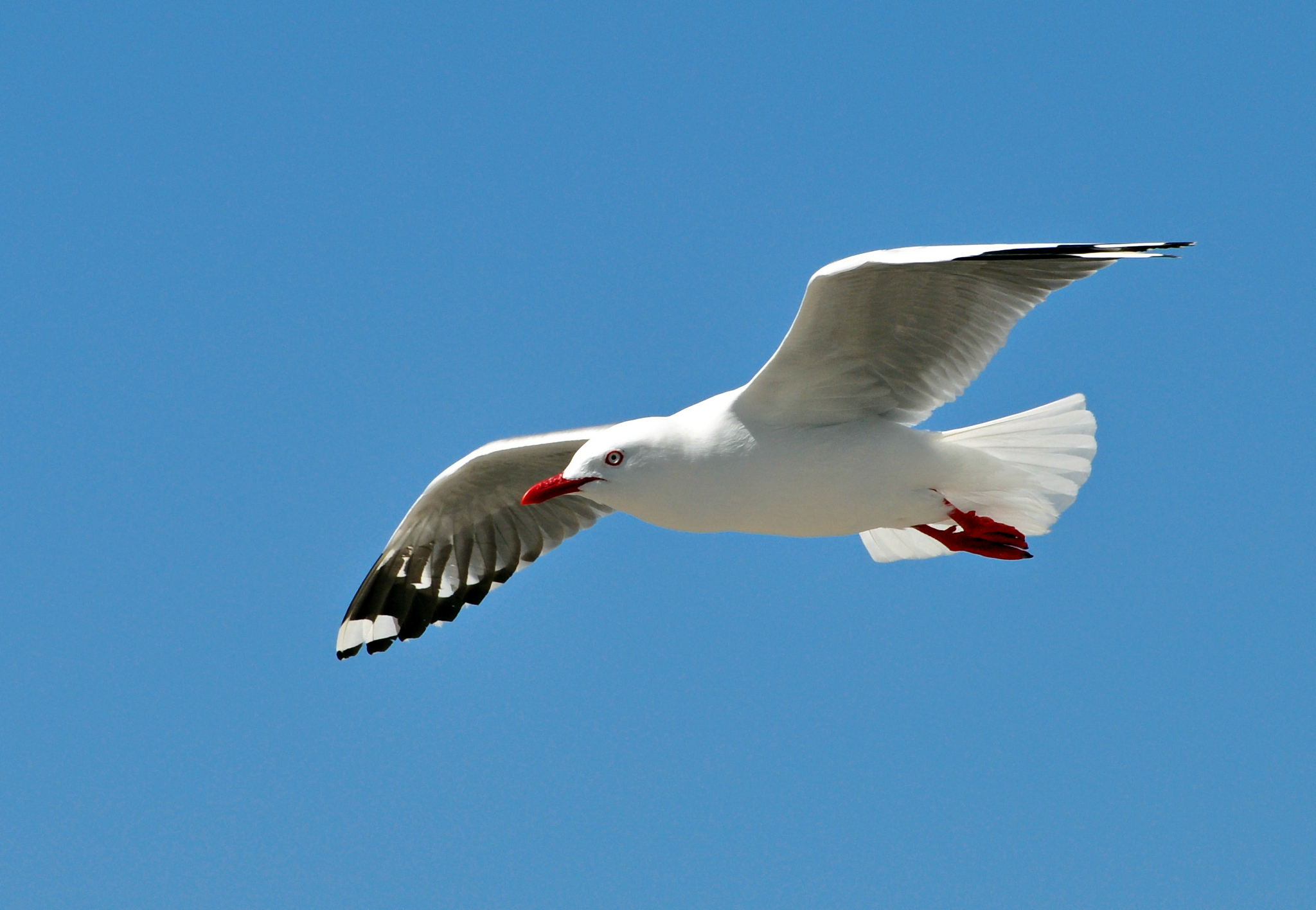 Seagull Full HD Wallpaper and Background Image | 2048x1416 | ID:334537