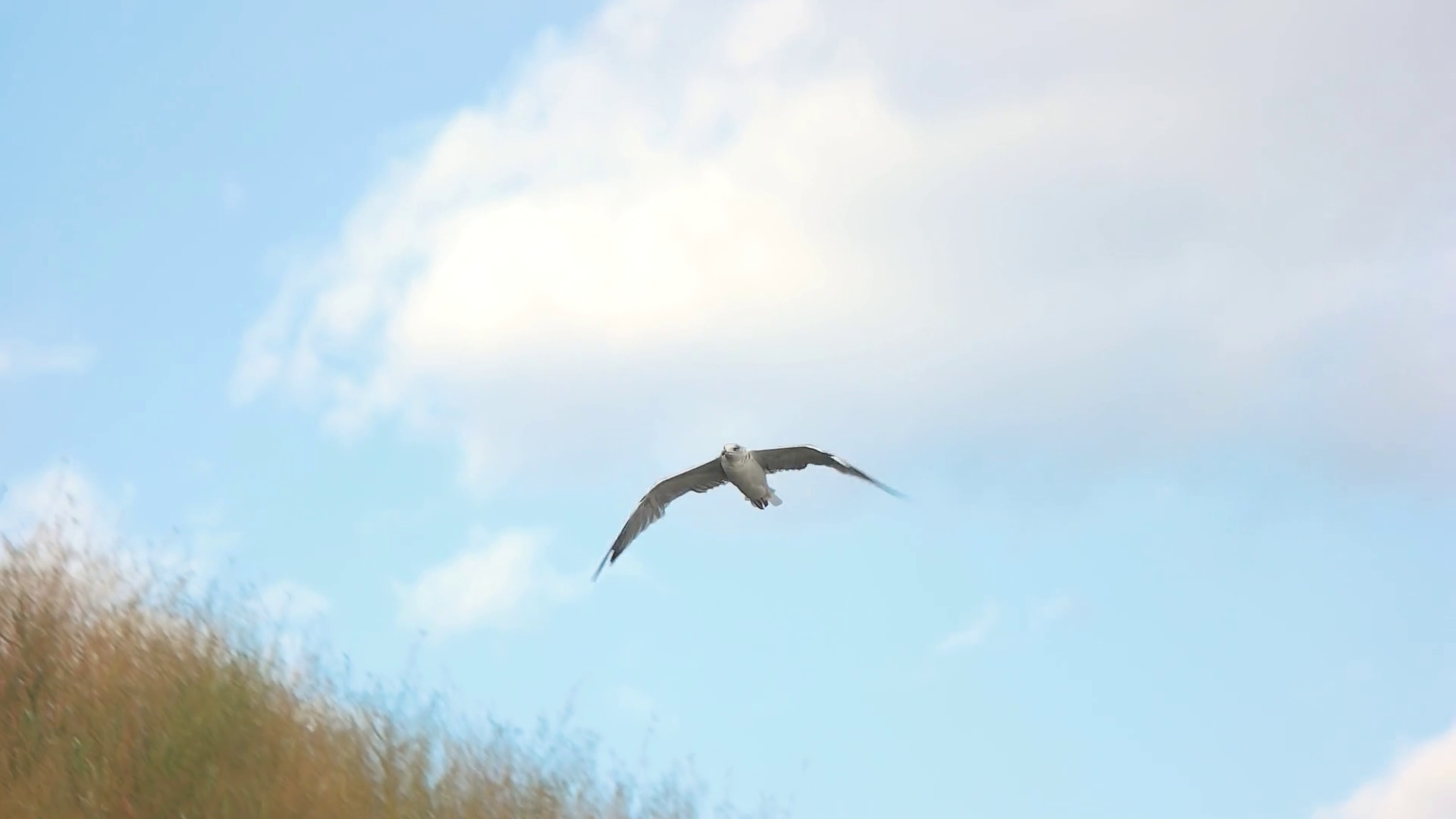 Seagull flying in slow-mo. Bird on sky background. Born for the ...