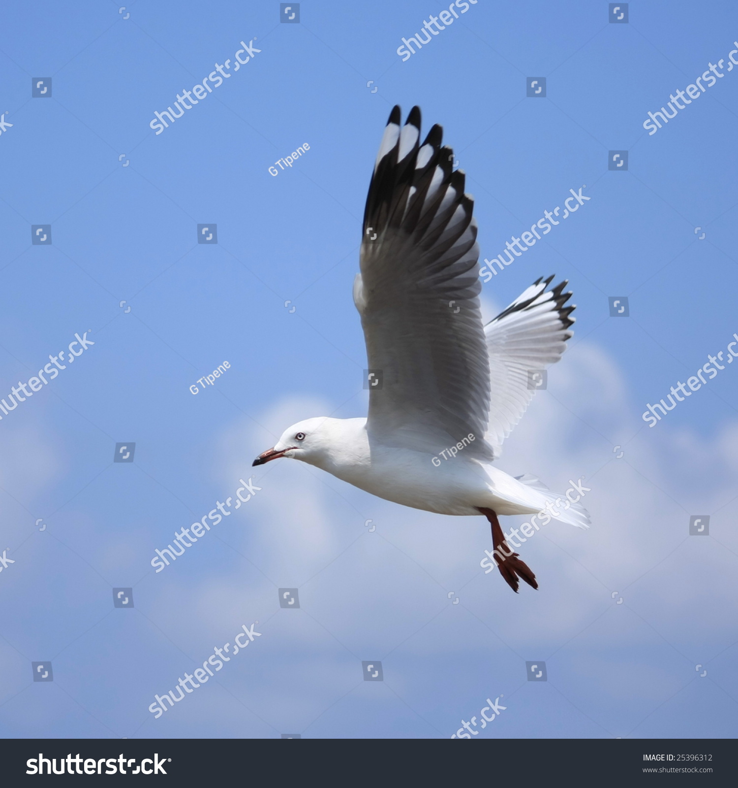Seagull Flying High On Wind Stock Photo 25396312 - Shutterstock