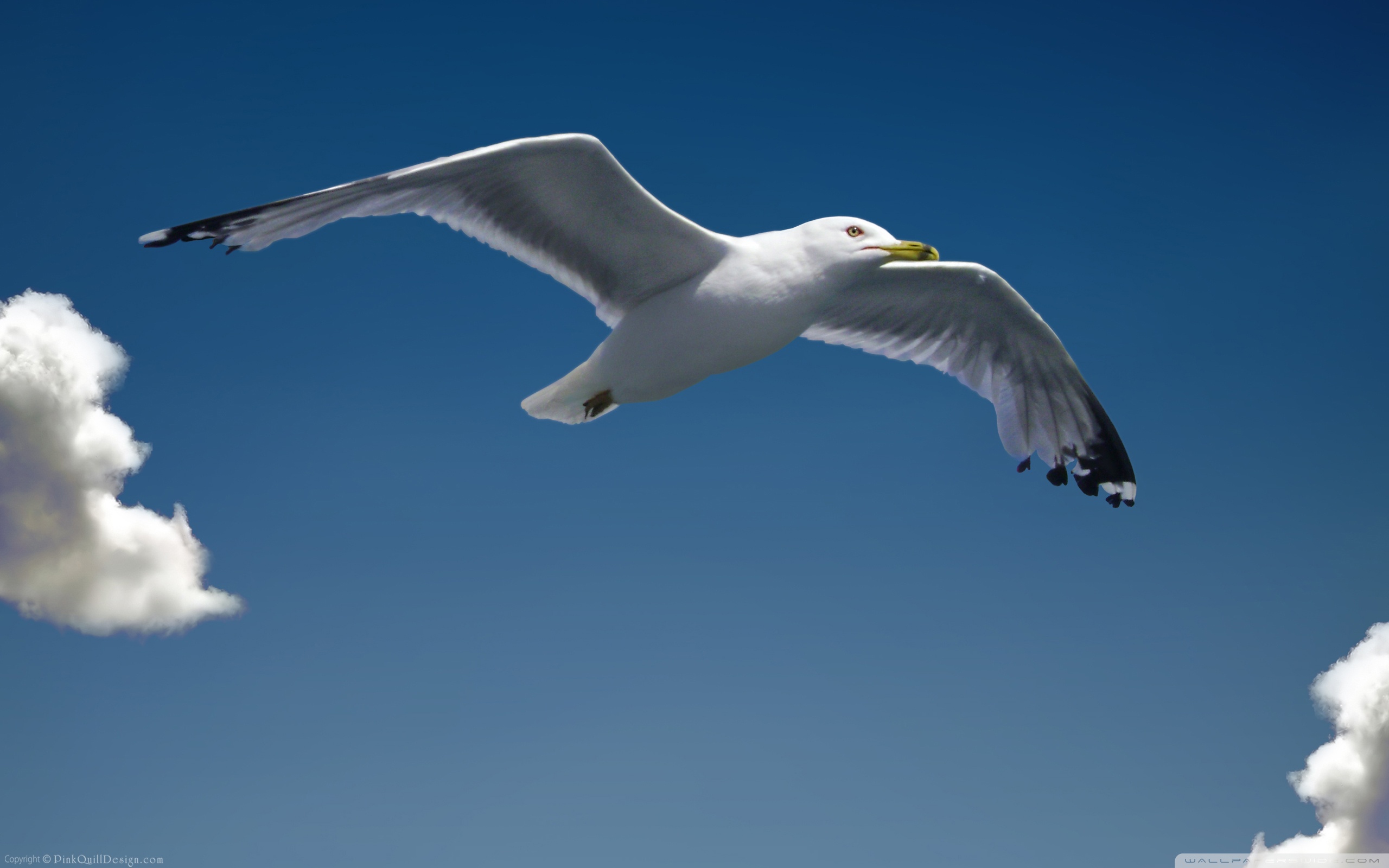 Seagull ❤ 4K HD Desktop Wallpaper for • Dual Monitor Desktops ...