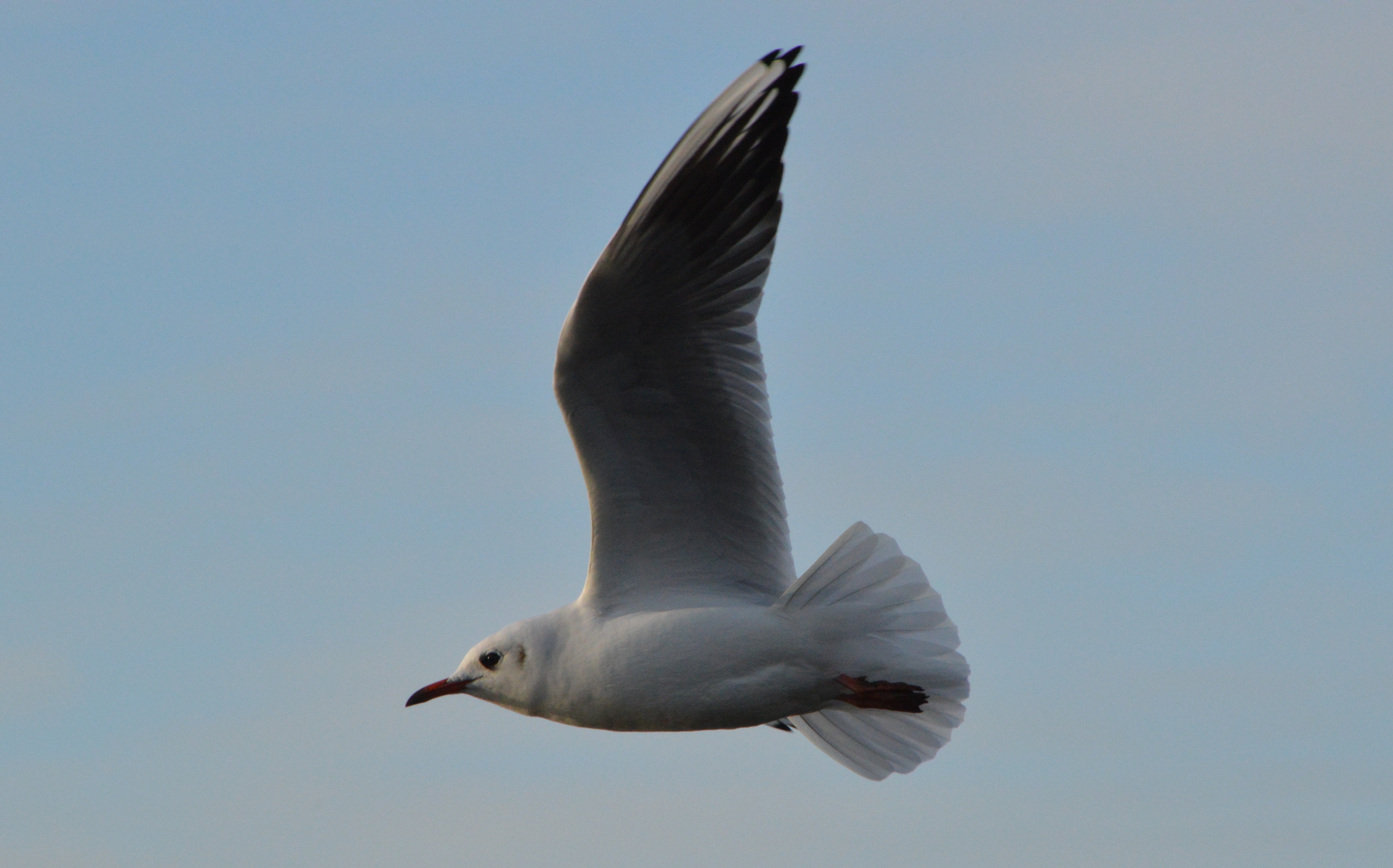 Seagull Flying in the Air, Air, Animal, Bird, Fly, HQ Photo