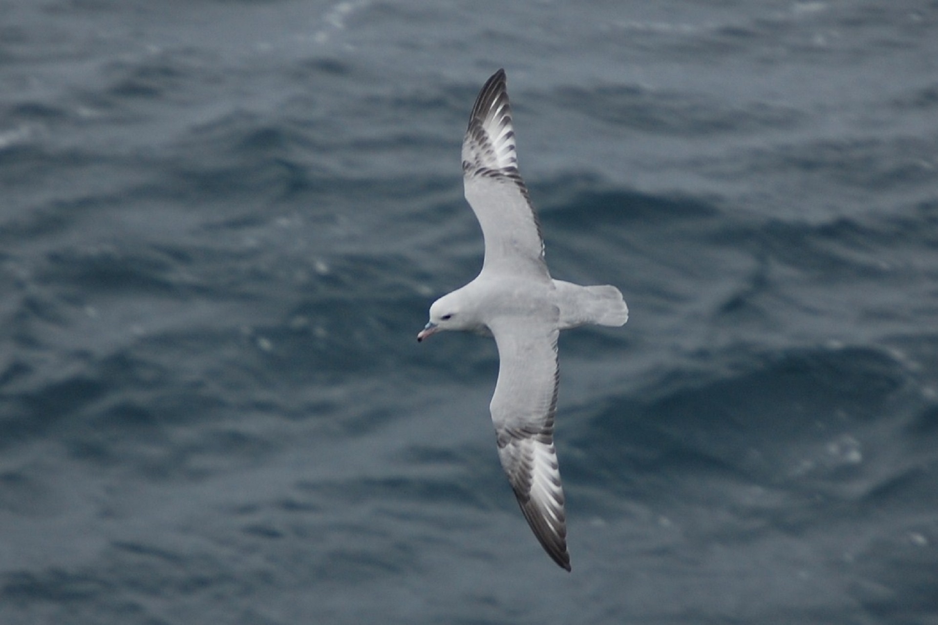 Seagull Flying on the Sea, Animal, Bird, Flying, Gull, HQ Photo
