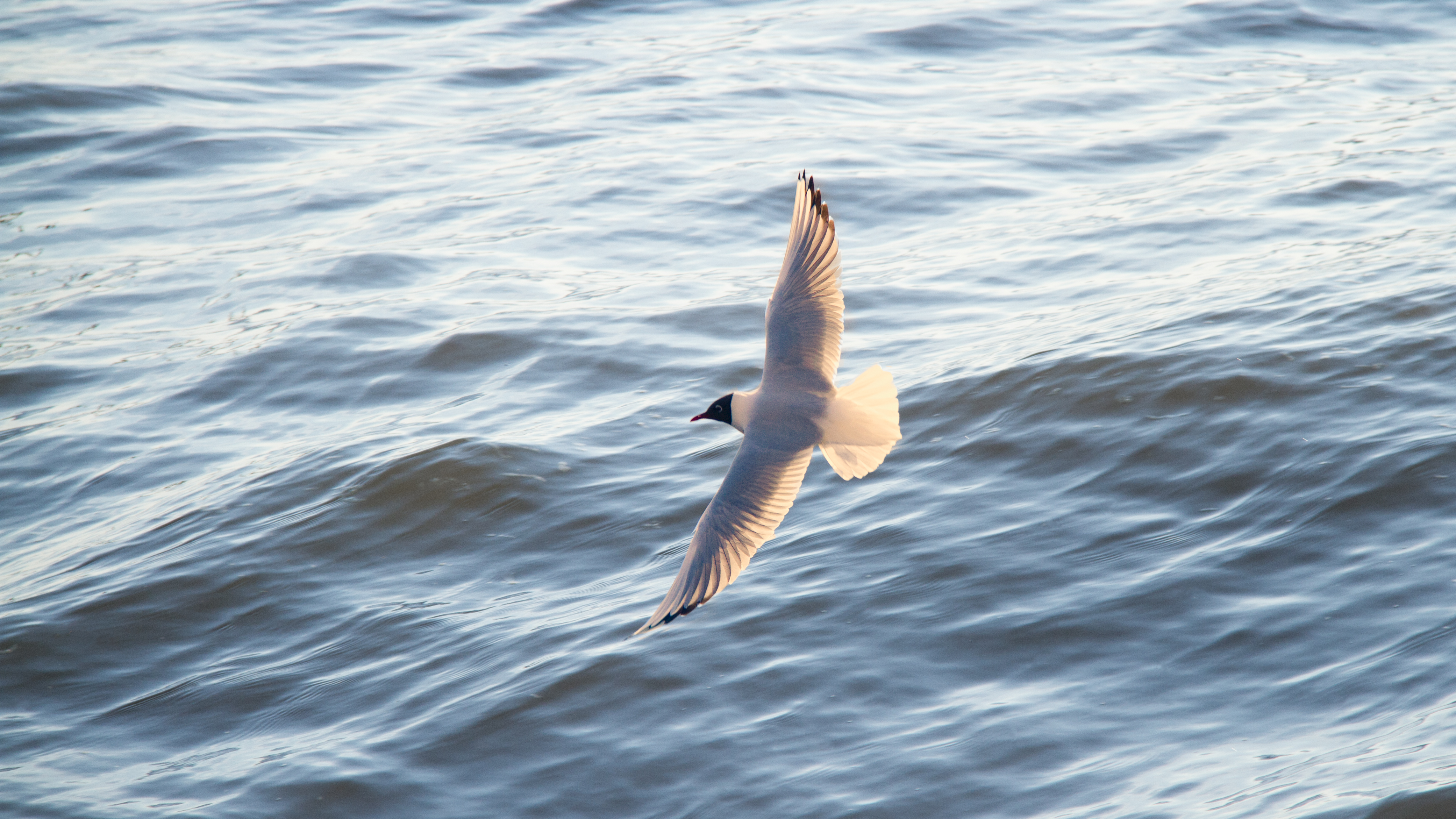 Seagull flying over the ocean photo