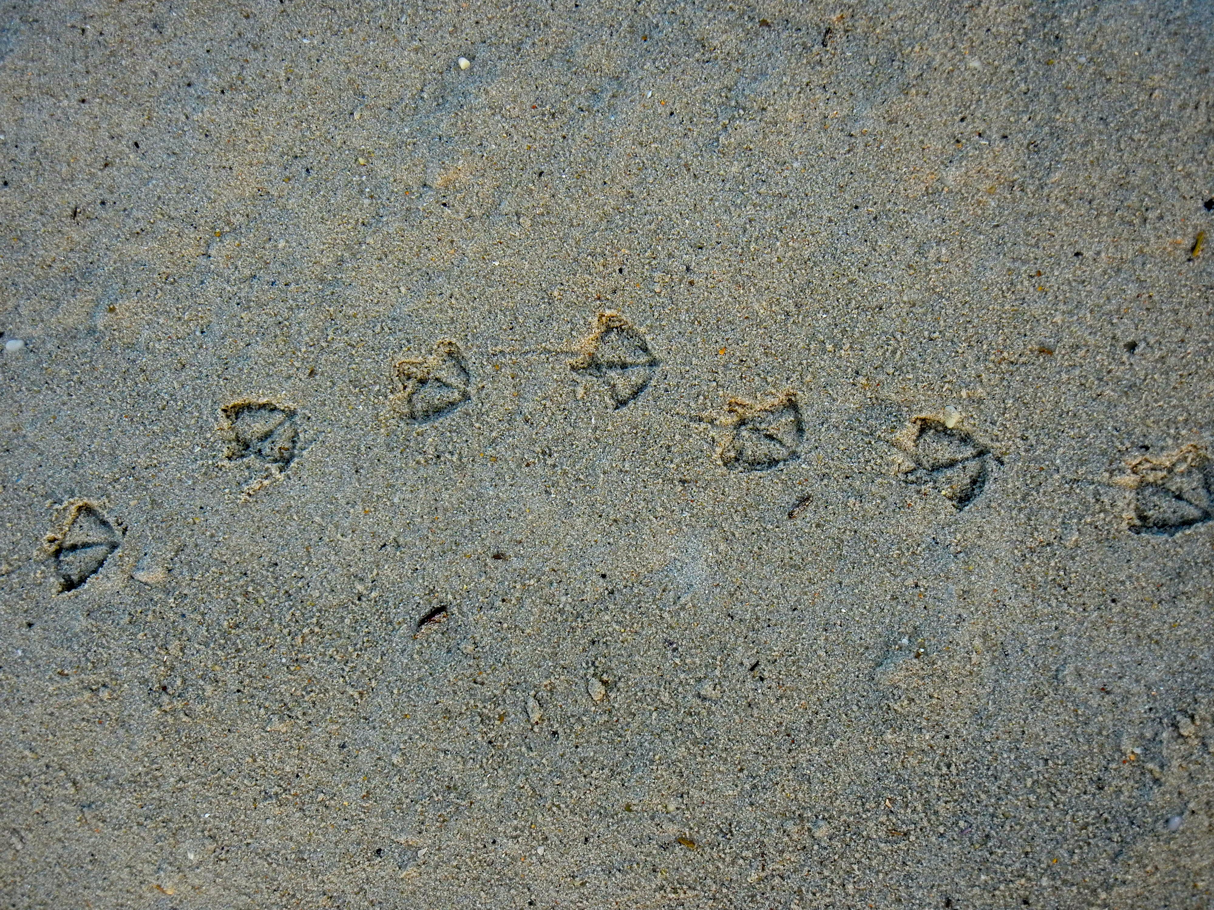 Seagull footprints photo