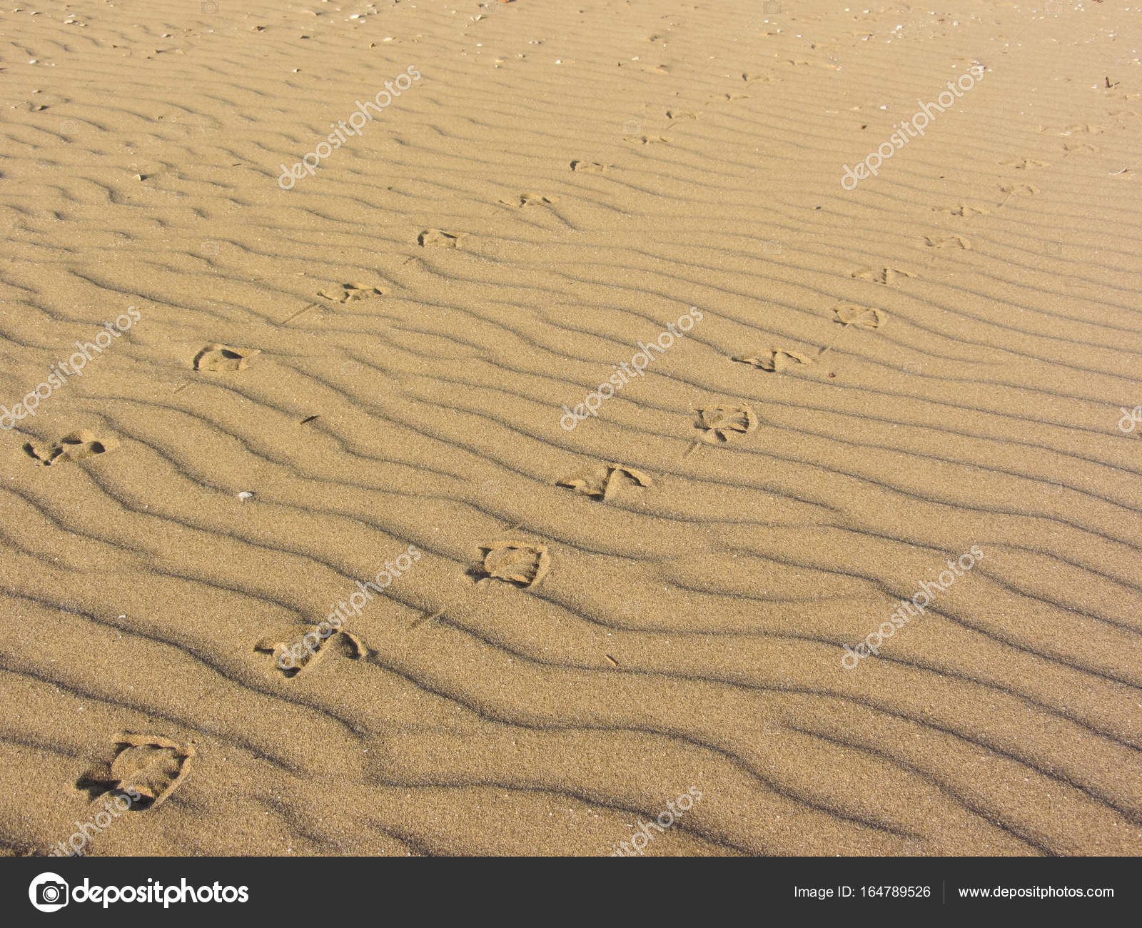 seagull footprints on yellow sand from an Italian beach — Stock ...