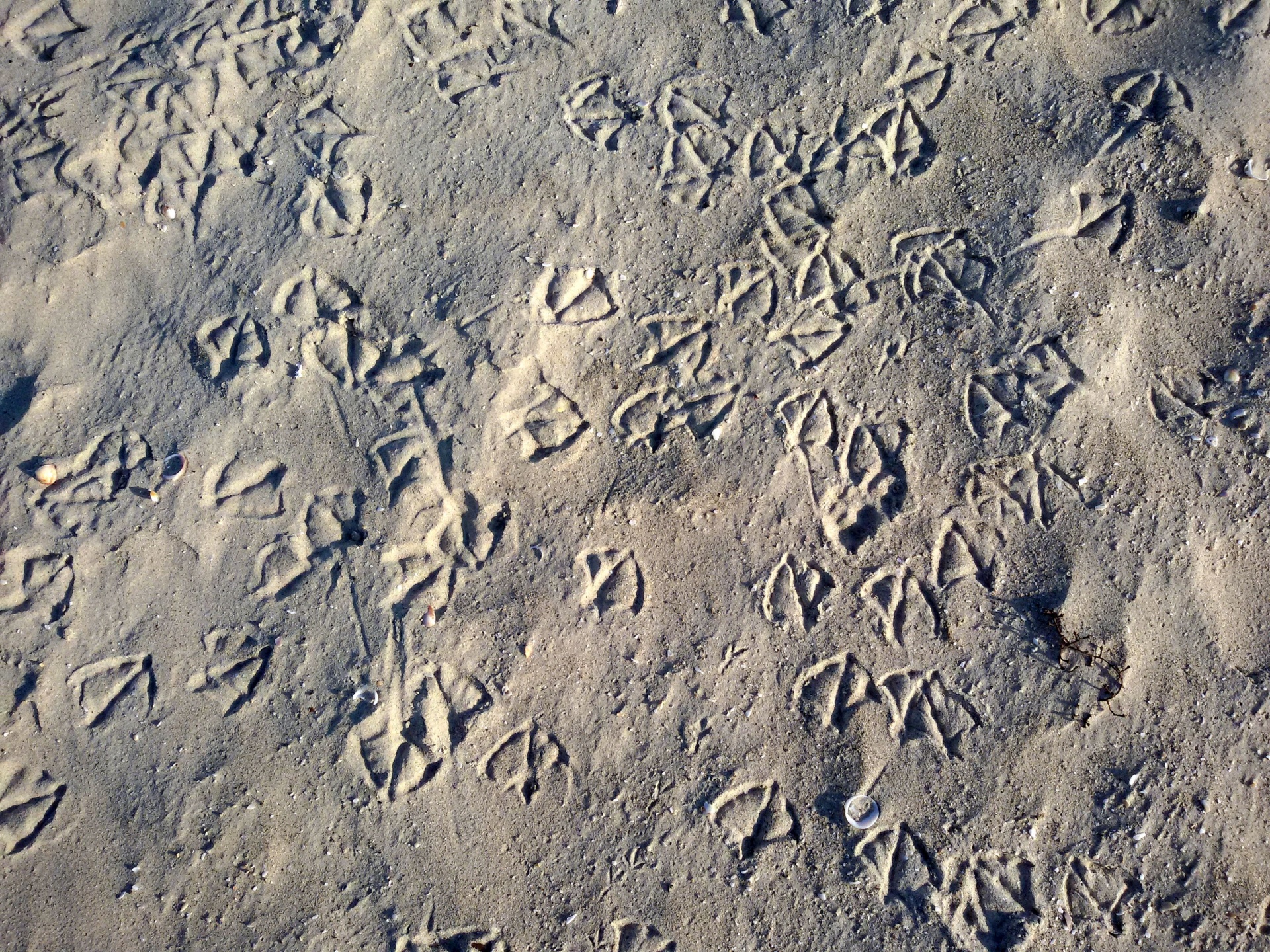 Seagull Footprints Free Stock Photo - Public Domain Pictures