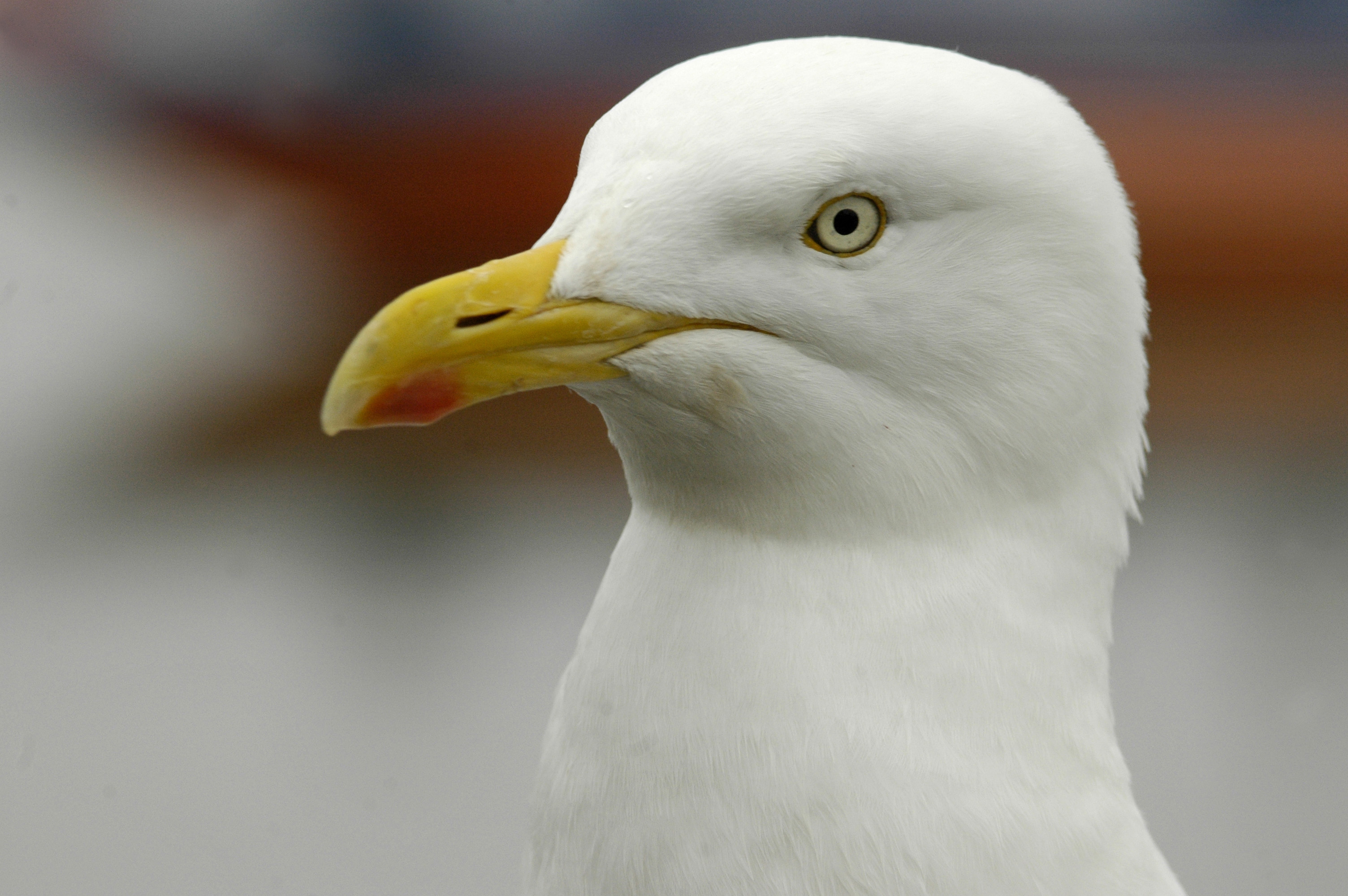 Gulls | Types of Gulls or 'Seagulls' - The RSPB