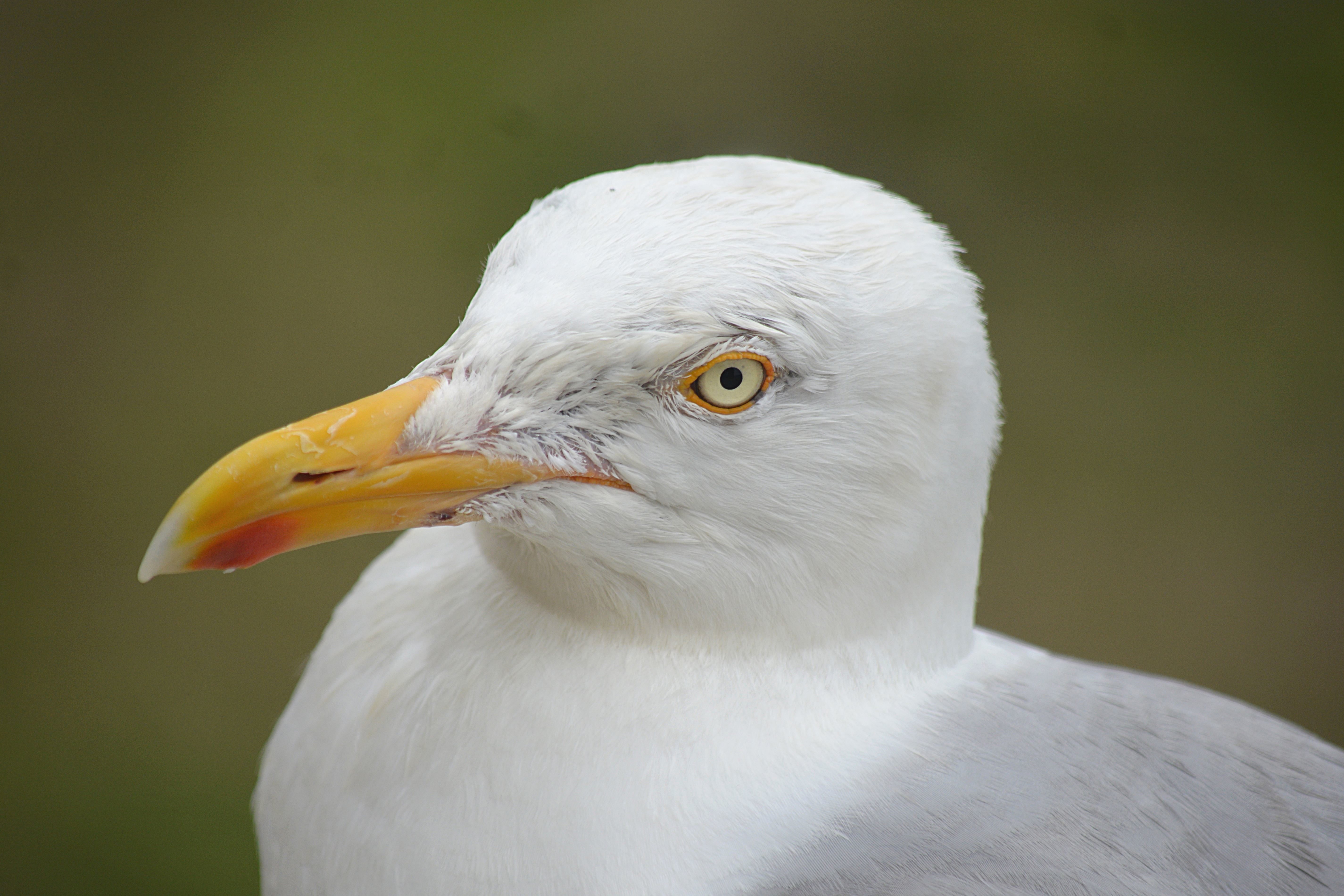 Free picture: beak, bird, feathers, seagull, head, eyes
