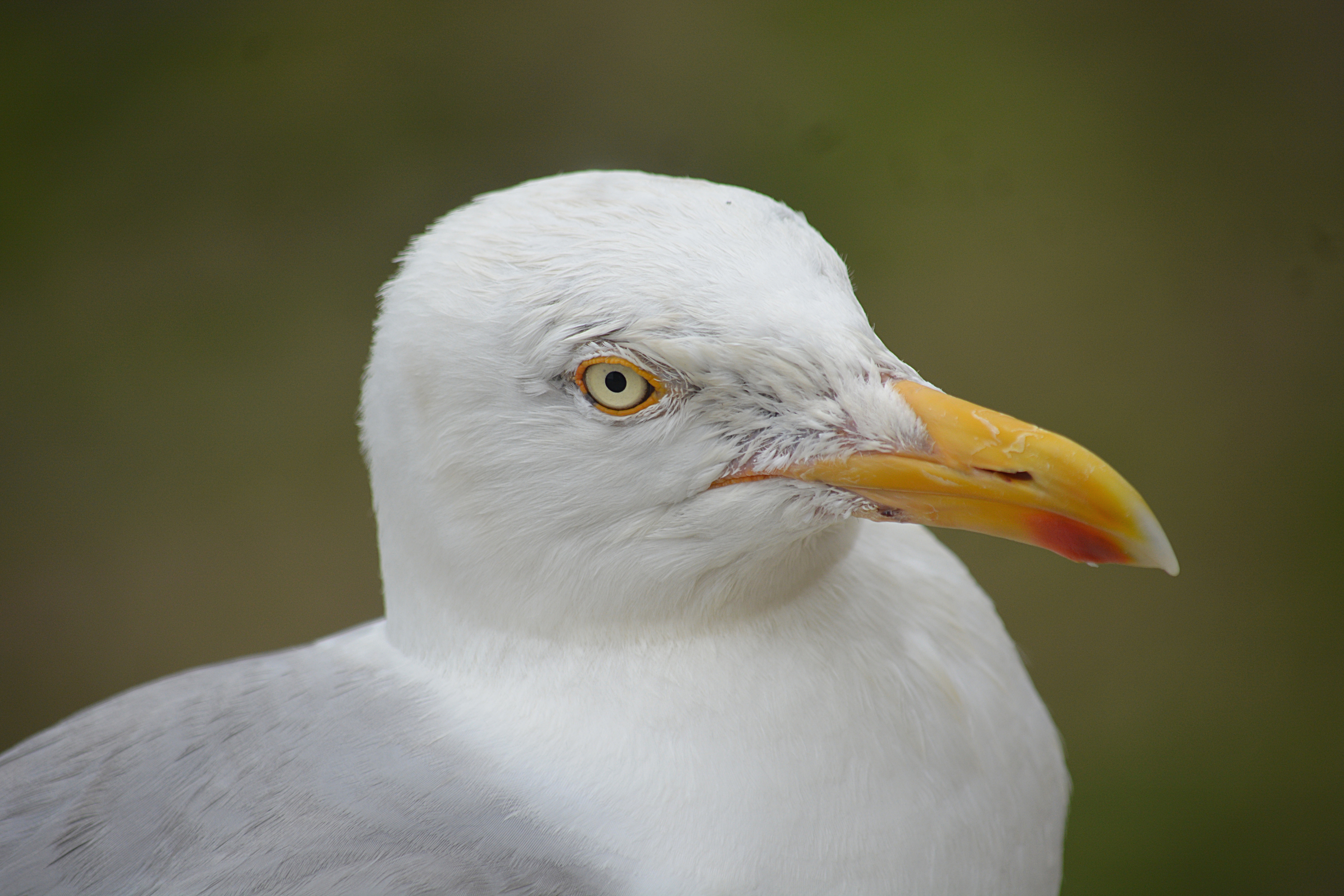 Seagull Head, Beak, Bird, Closeup, Head, HQ Photo