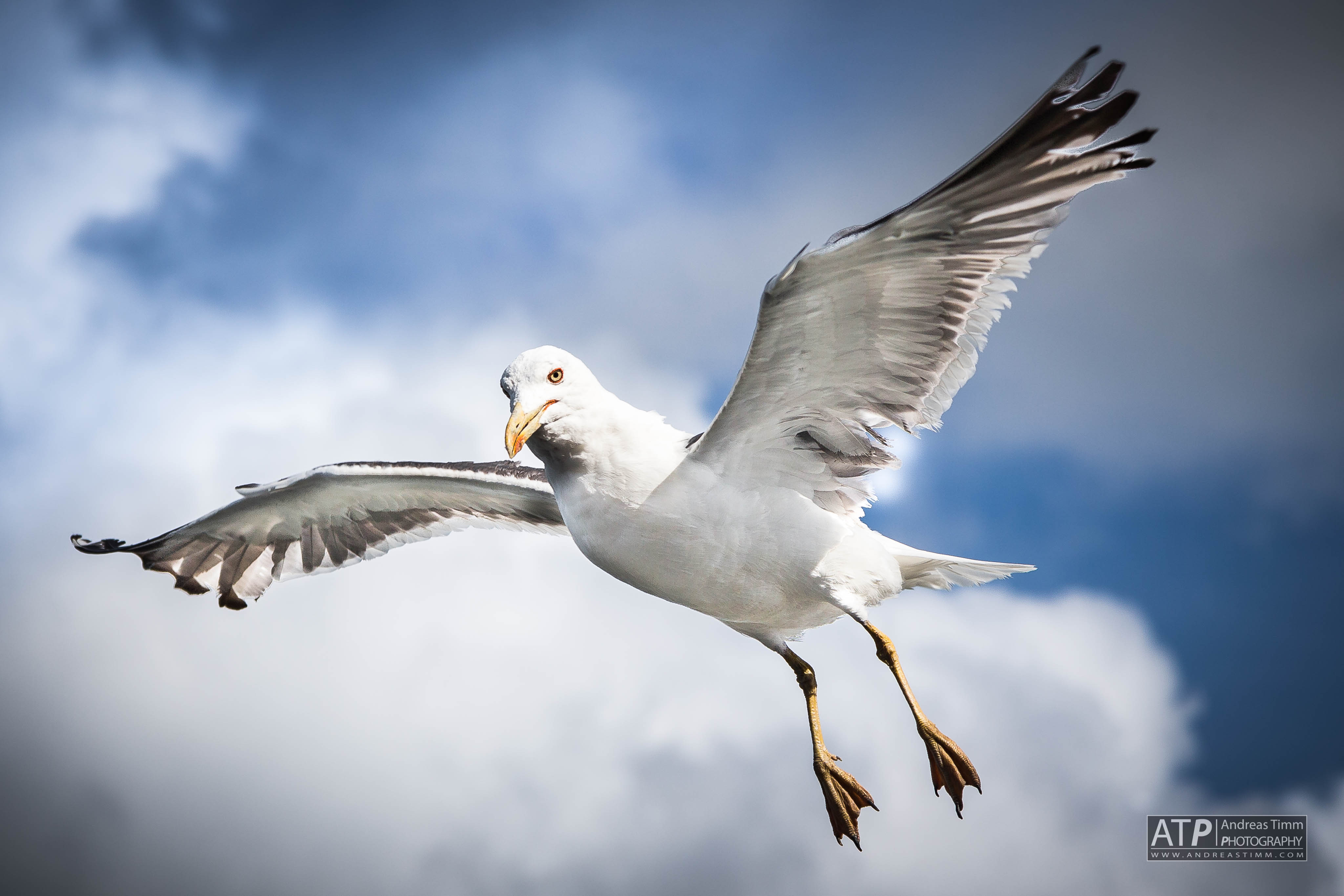 Seagull in flight – I – Andreas Timm