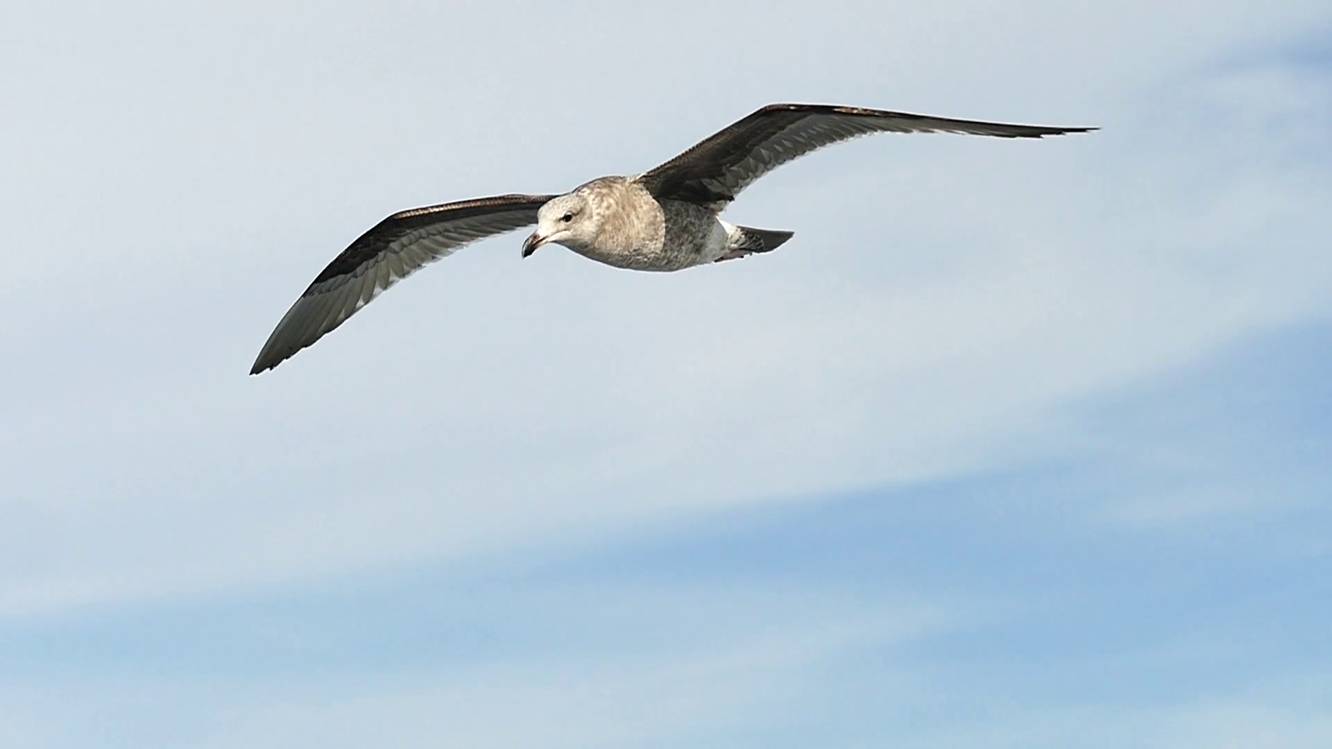 Seagull In Flight in slow motion Stock Video Footage - Videoblocks